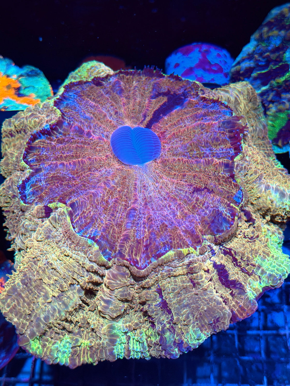 Insane Yellow/Gold/Red/Purple Acanthophyllia meat Coral XXL Show Piece 10/25