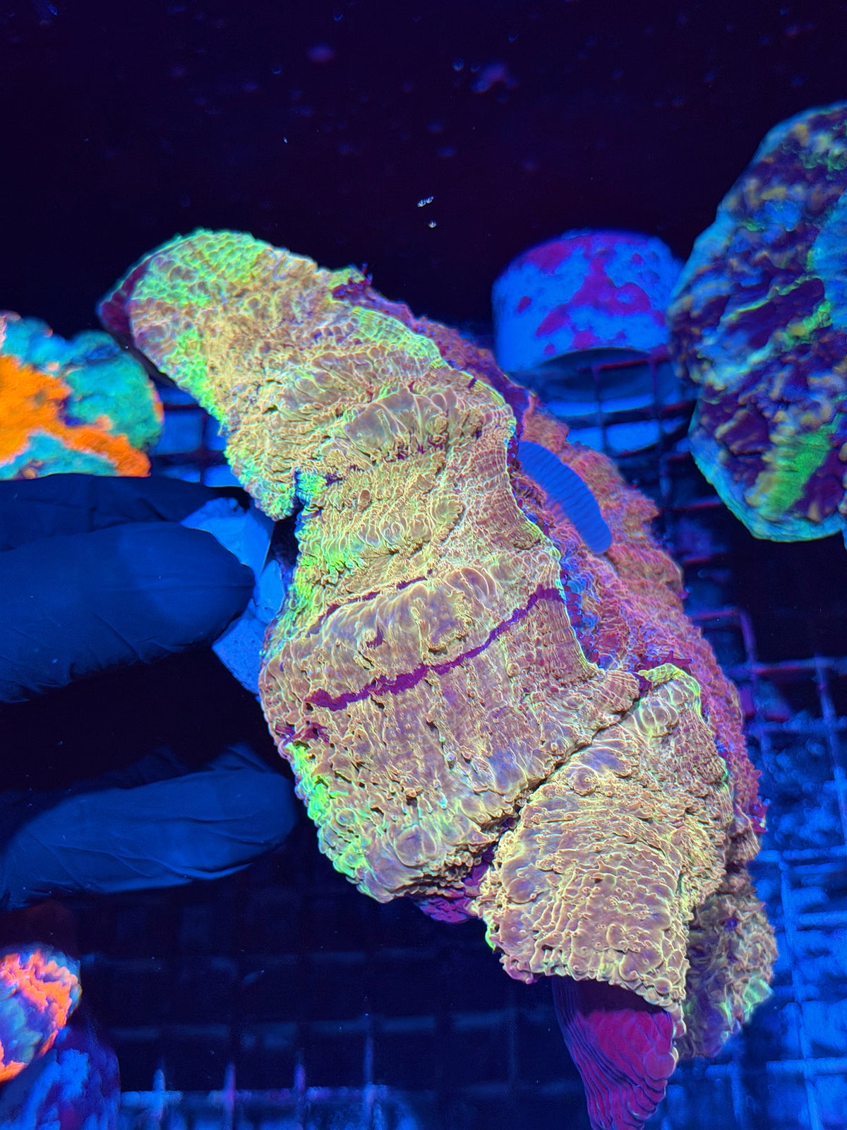 Insane Yellow/Gold/Red/Purple Acanthophyllia meat Coral XXL Show Piece 10/25