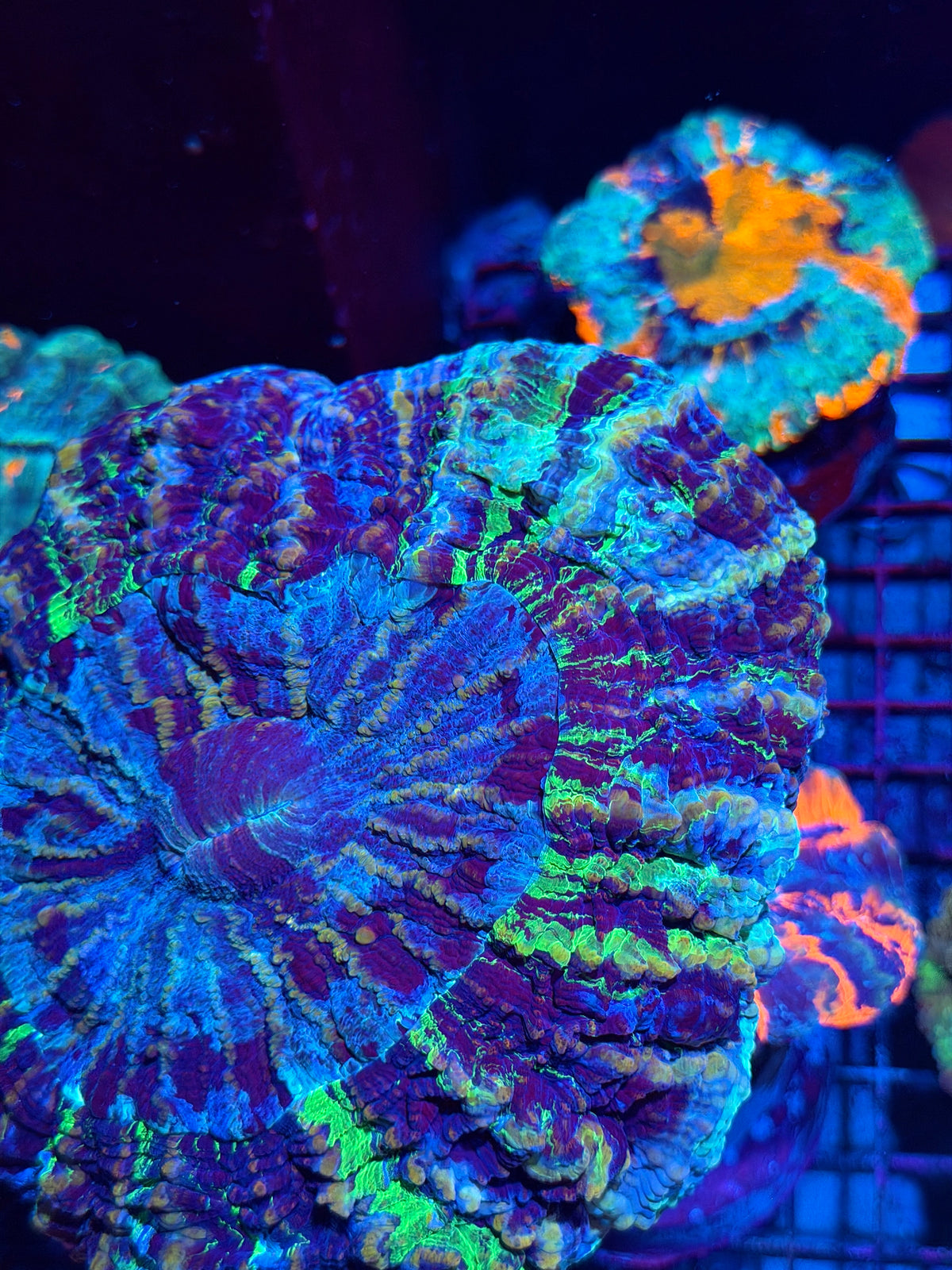 Insane Striped Multi Color Acanthophyllia Meat Coral XL Show Piece 10/24