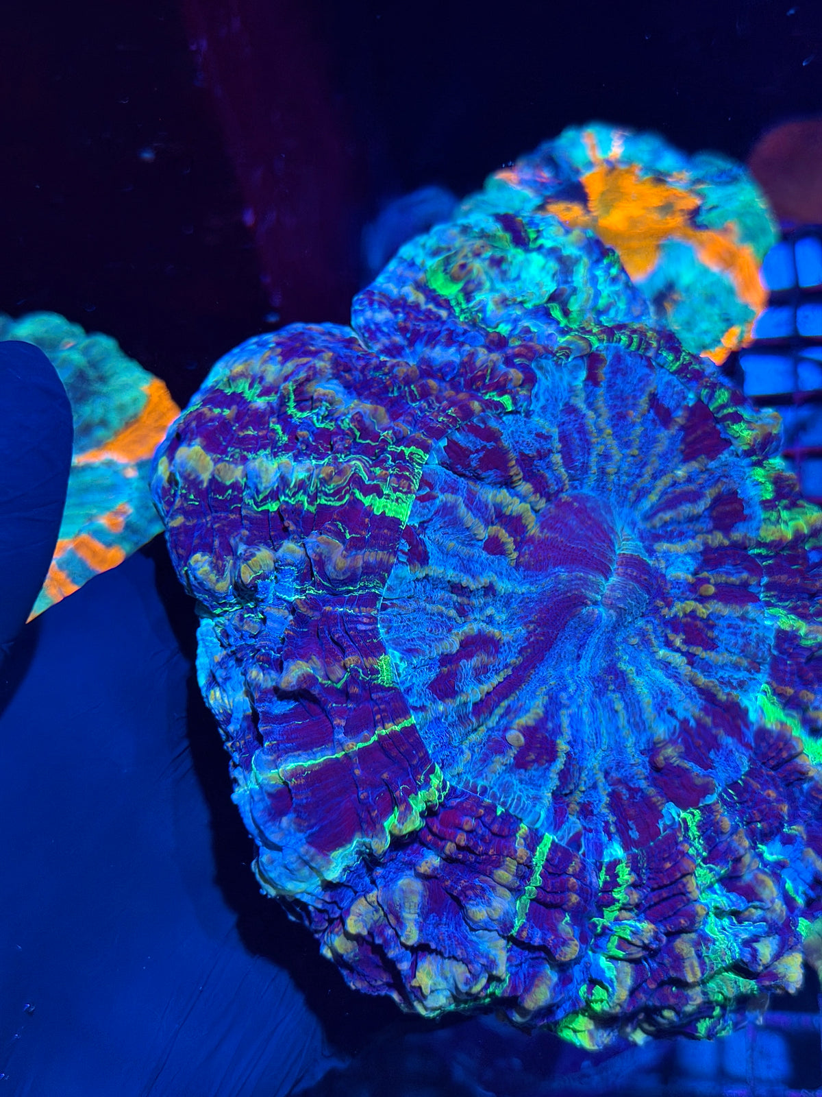 Insane Striped Multi Color Acanthophyllia Meat Coral XL Show Piece 10/24