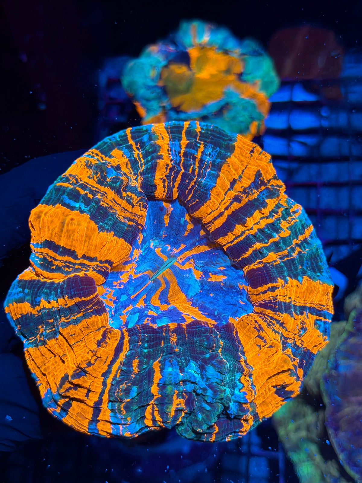 Bright Striped Acanthophyllia Meat Coral Show Piece XL 10/20