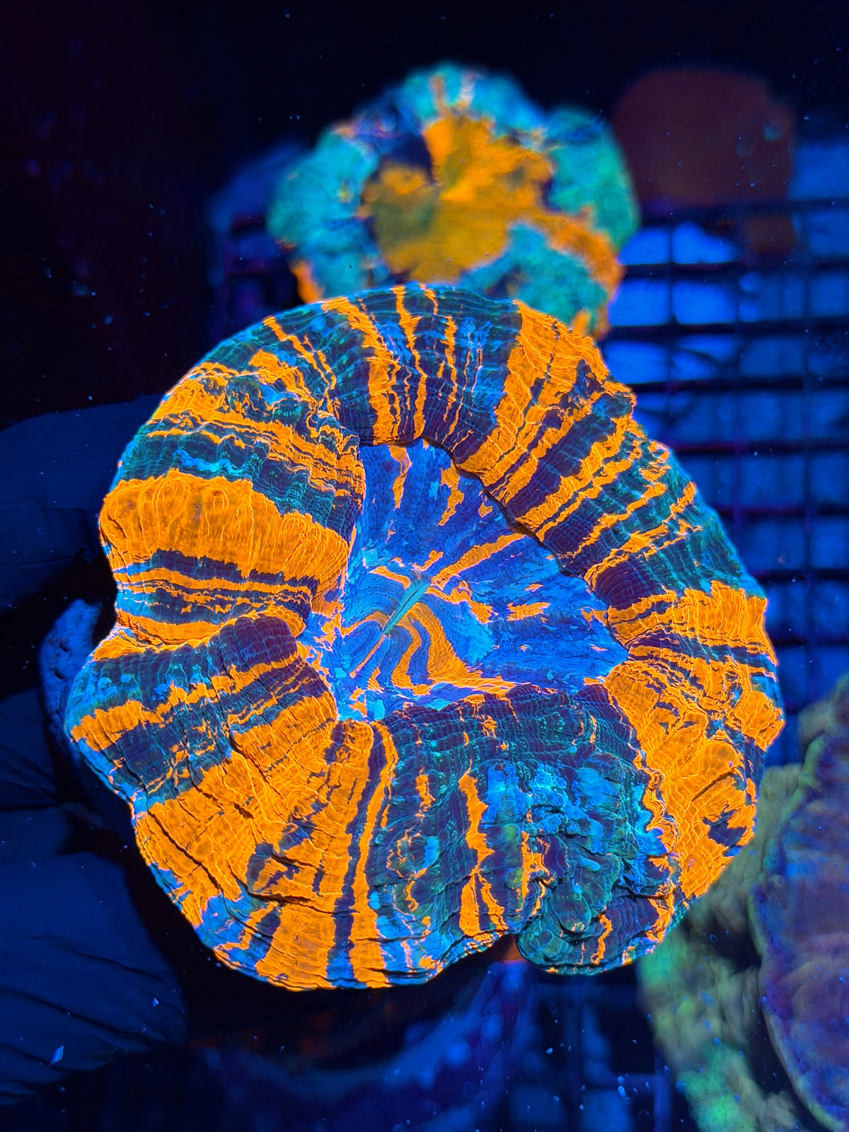 Bright Striped Acanthophyllia Meat Coral Show Piece XL 10/20
