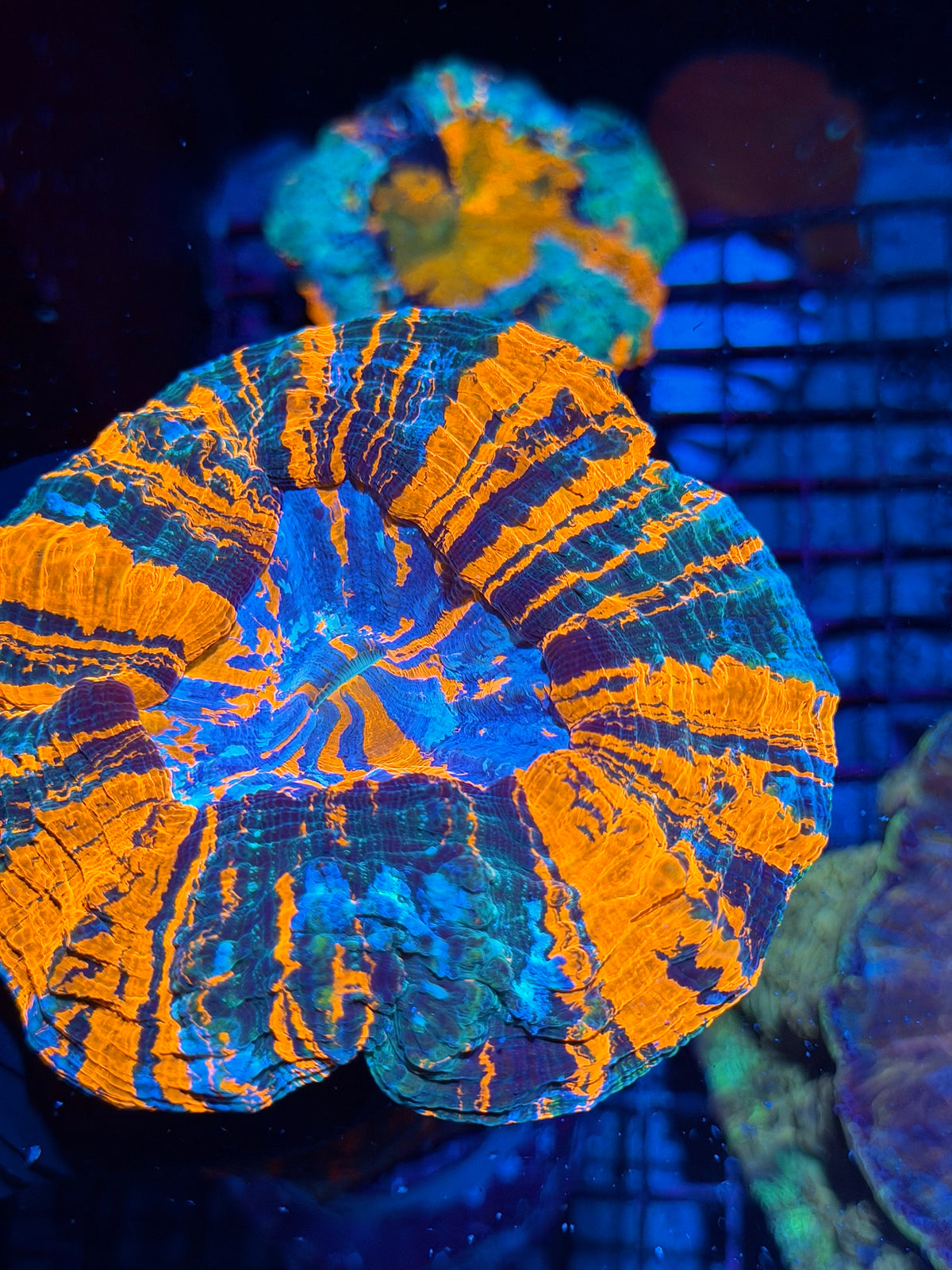 Bright Striped Acanthophyllia Meat Coral Show Piece XL 10/20