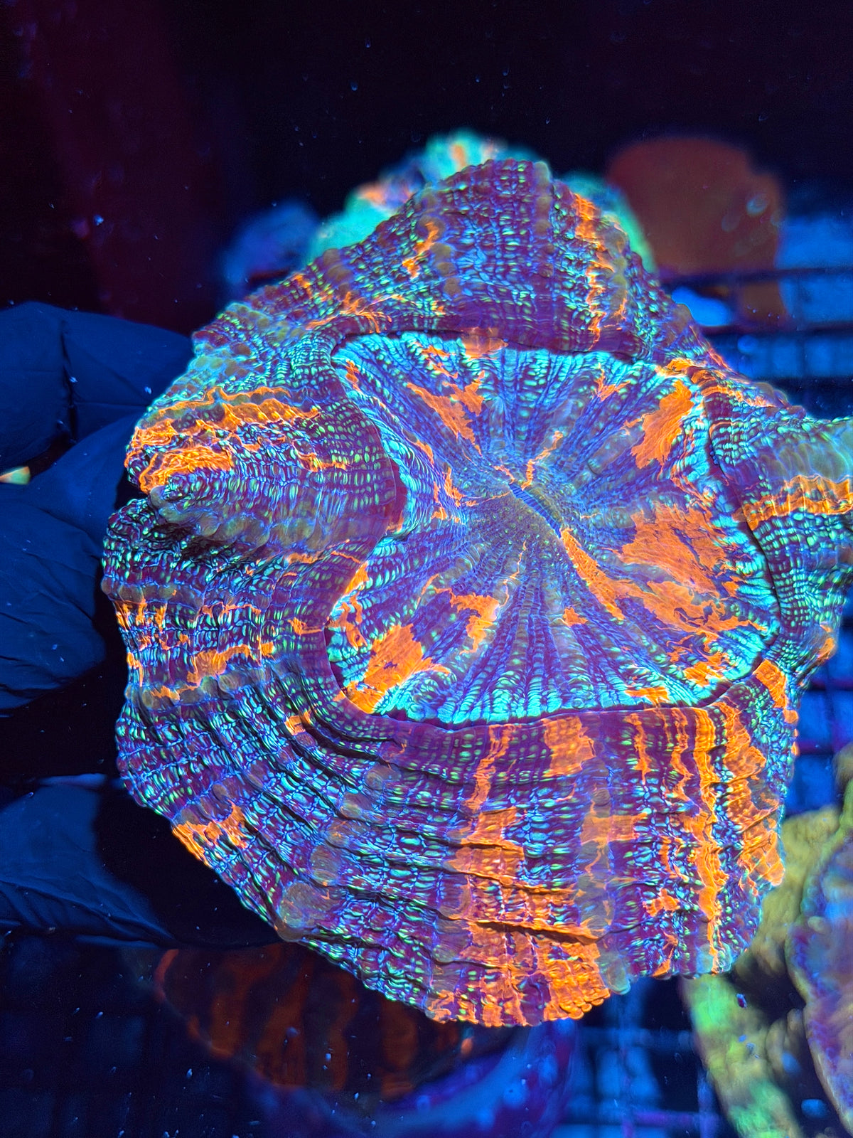 Insane Multicolor Glitter Acanthophyllia Meat Coral Show Piece 10/21