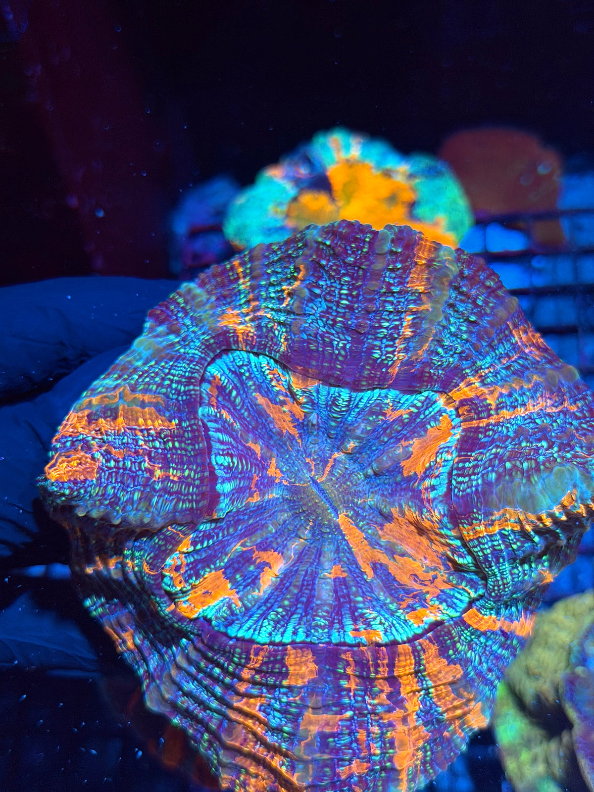 Insane Multicolor Glitter Acanthophyllia Meat Coral Show Piece 10/21