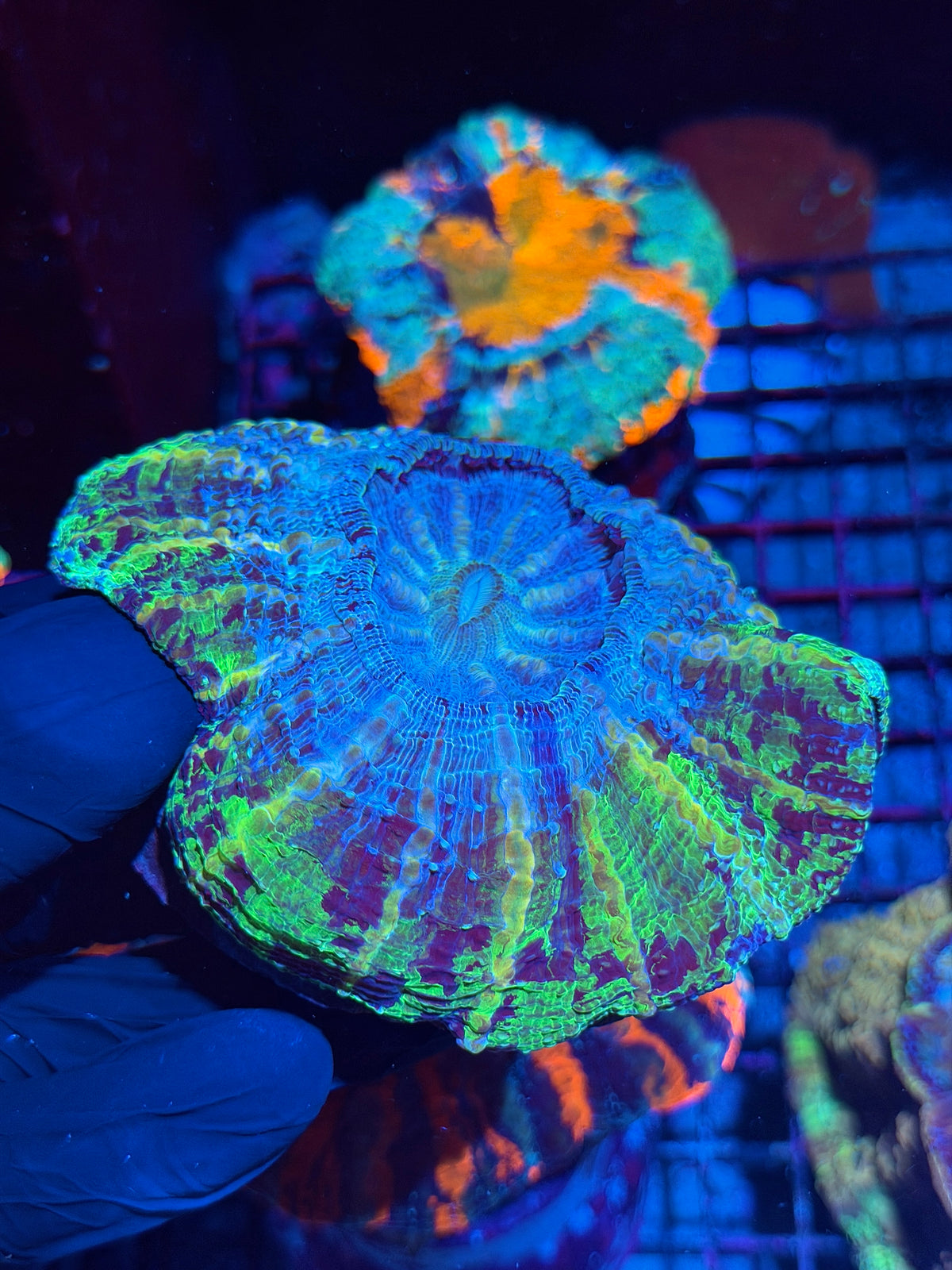 1/1 UFO Acanthophyllia Meat Coral Show Piece 10/24