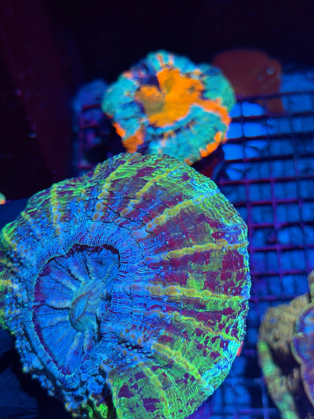 1/1 UFO Acanthophyllia Meat Coral Show Piece 10/24