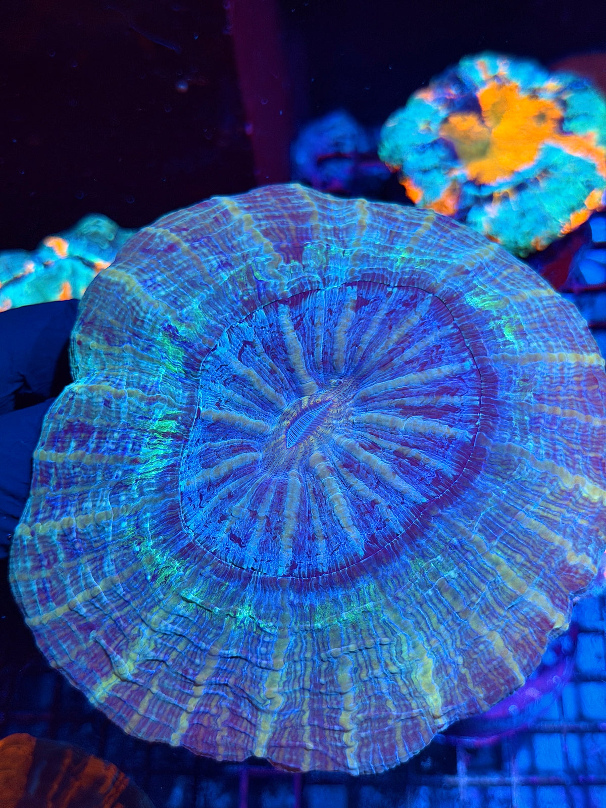 Striped Galaxy Acanthophylia Meat Coral XL 10/20