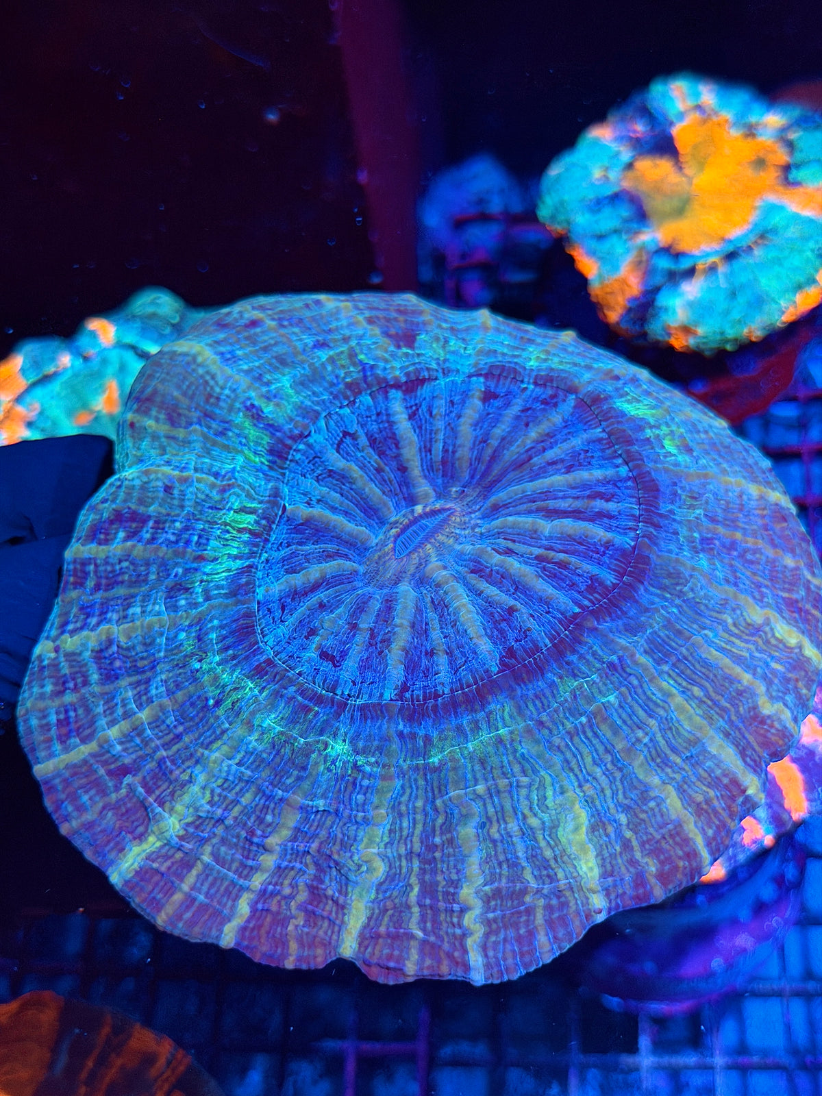 Striped Galaxy Acanthophylia Meat Coral XL 10/20