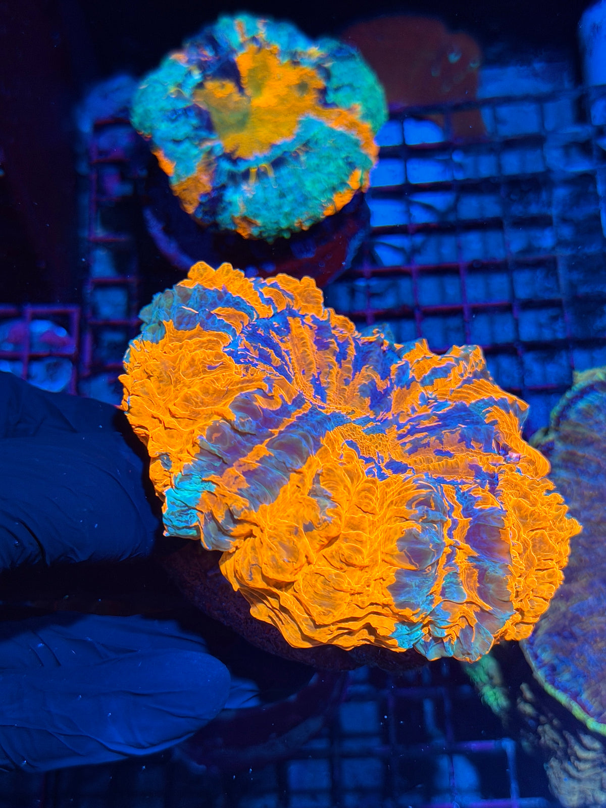 Insane Striped Acanthophyllia Meat Coral XL 10/21