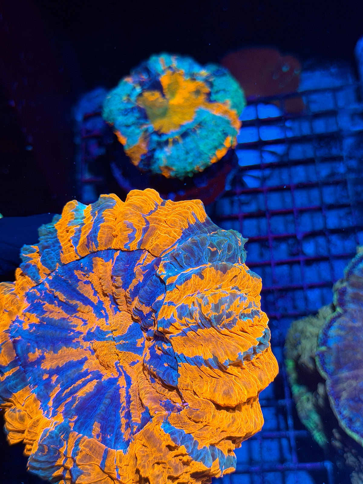 Insane Striped Acanthophyllia Meat Coral XL 10/21