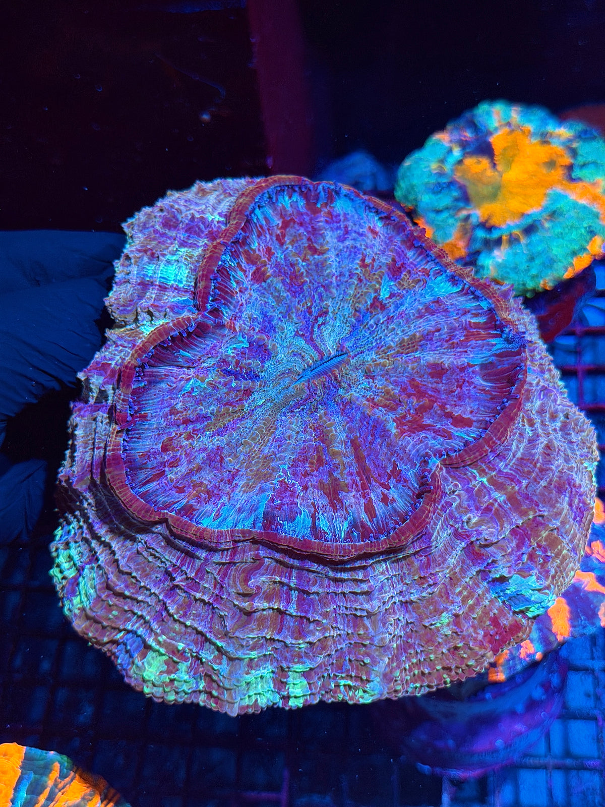 Rainbow Acanthophyllia Meat Coral XL 10/24