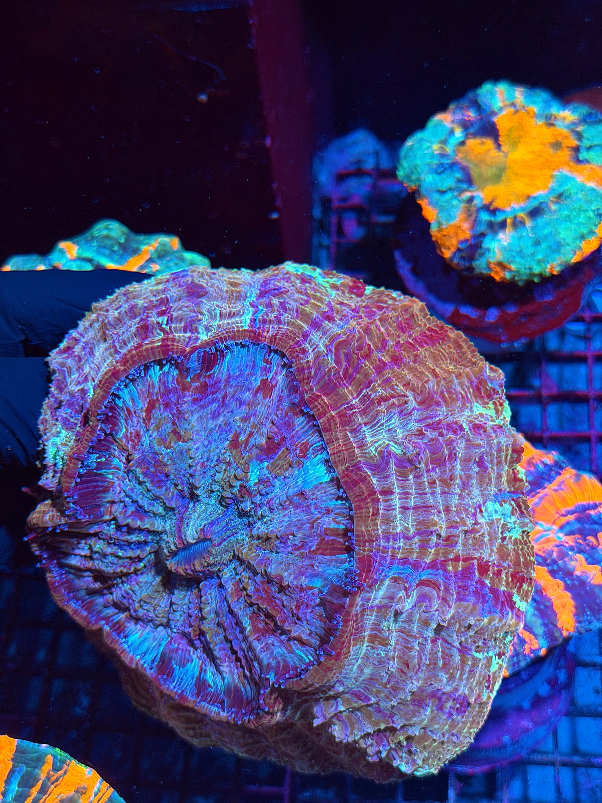 Rainbow Acanthophyllia Meat Coral XL 10/24