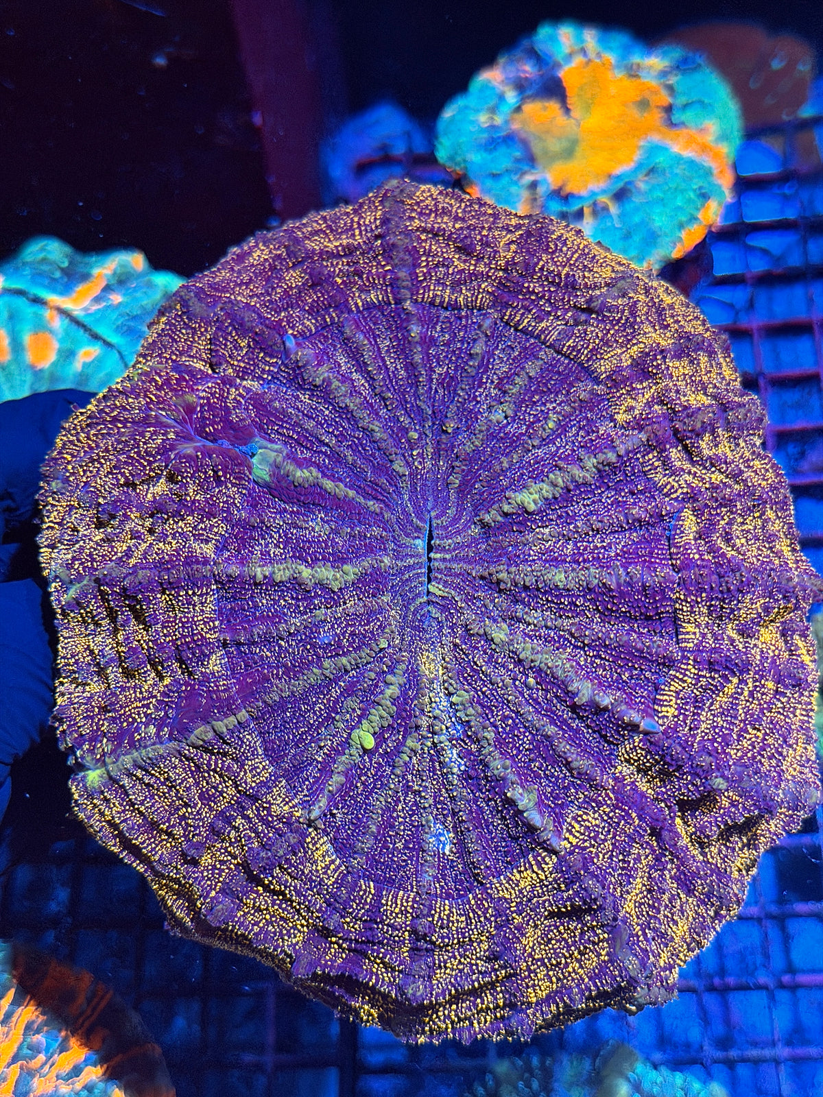 Orange Glitter Acanthophyllia Meat Coral XXL 10/21