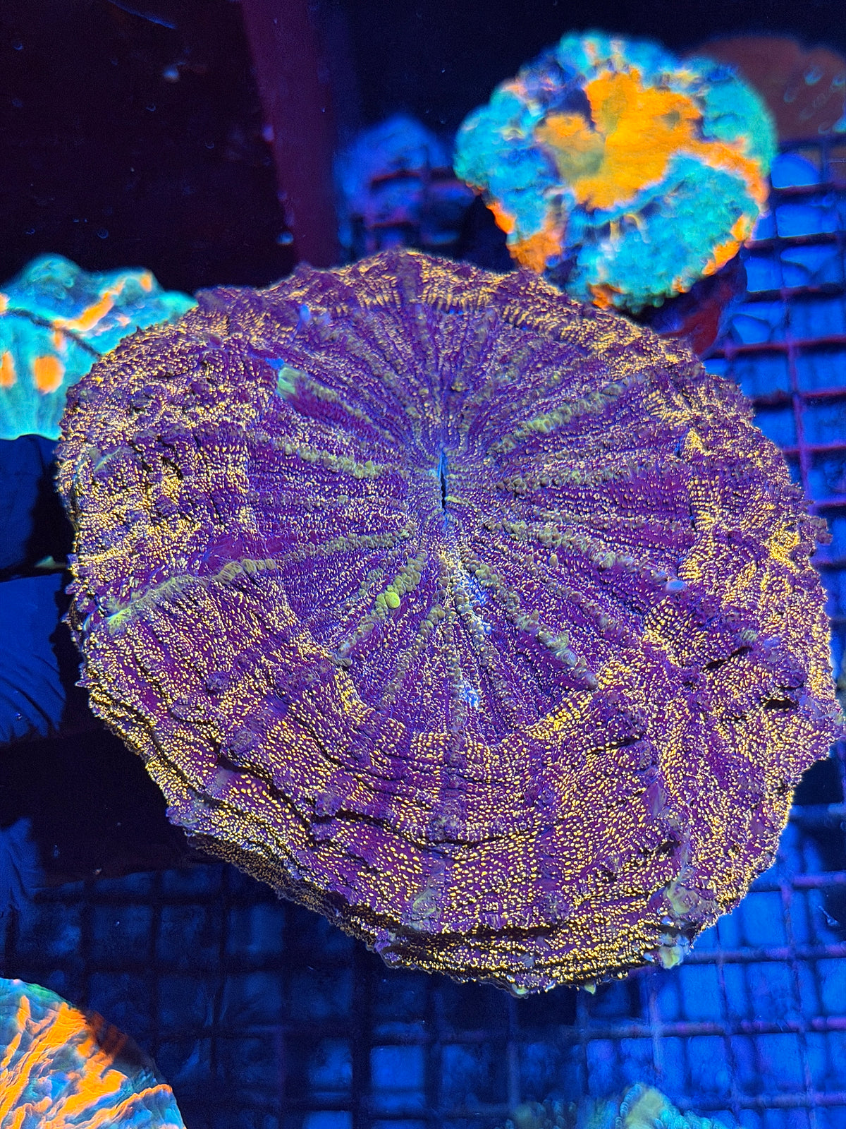 Orange Glitter Acanthophyllia Meat Coral XXL 10/21