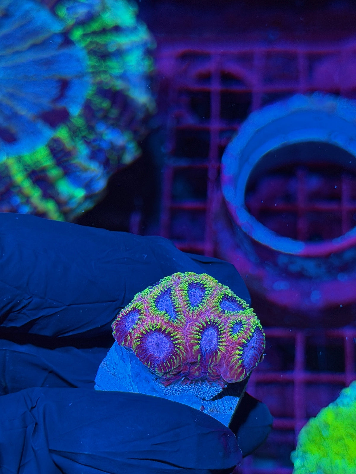 KO Burning Passion Favia Coral