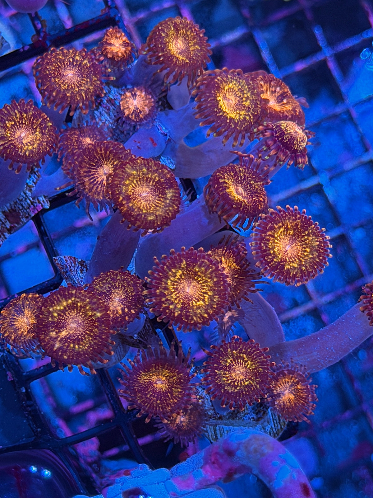JEA Pandora Zoanthid Coral 8 Polyps XL 10/24