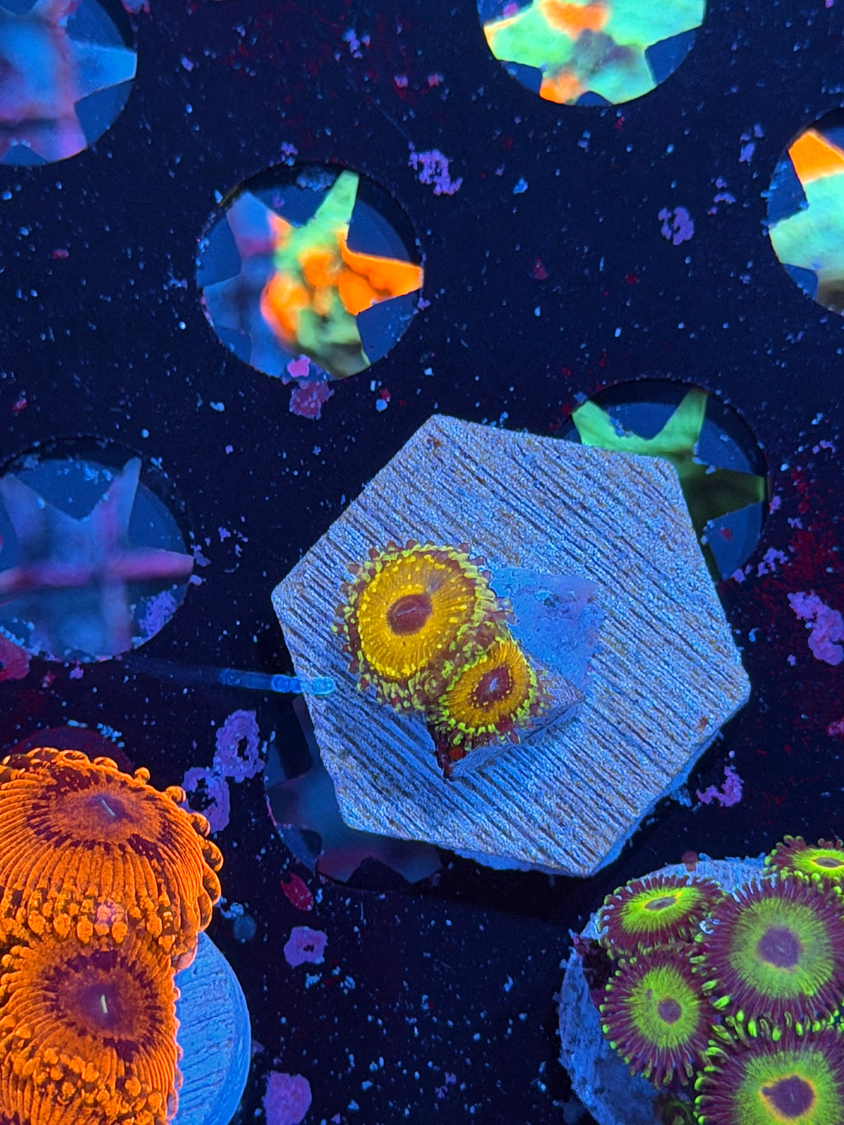 JEA Godbeast Zoanthid Coral 2 Polyps 10/25