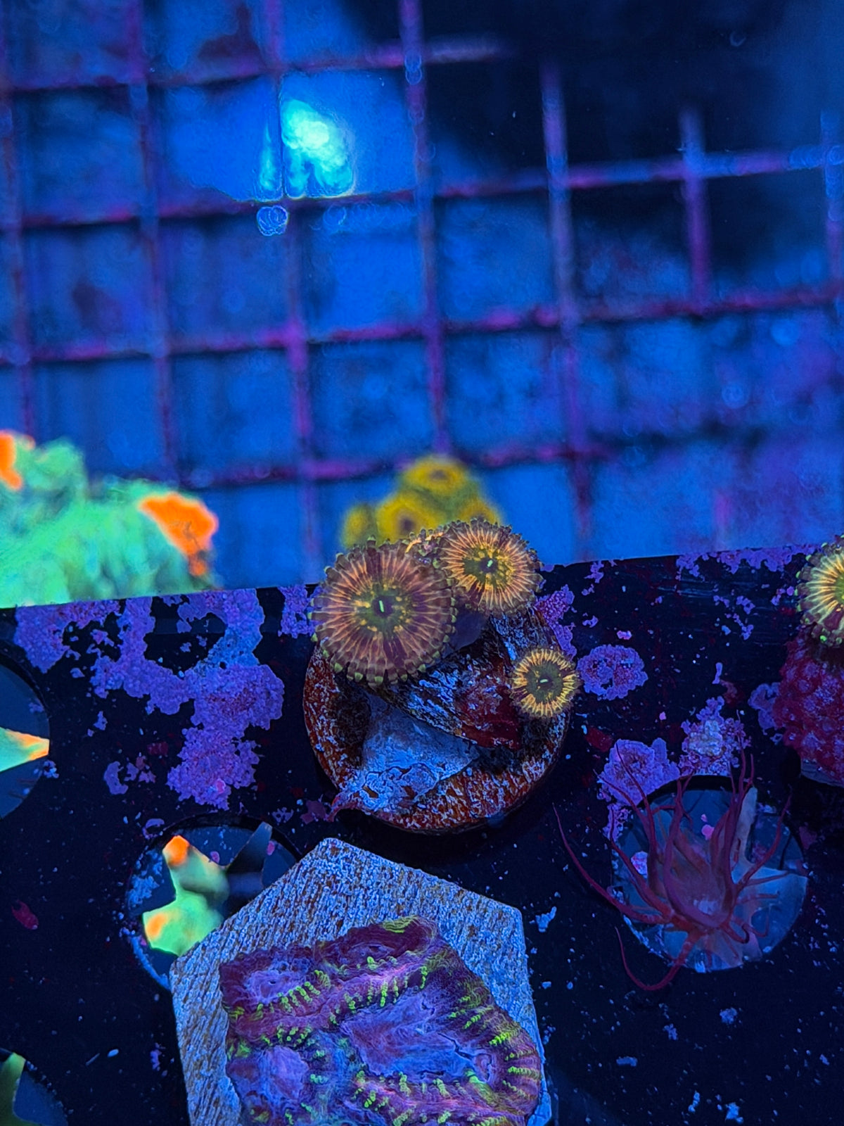 Cali Kid Monsters Inc Zoanthid Coral 4 Polyps 10/25