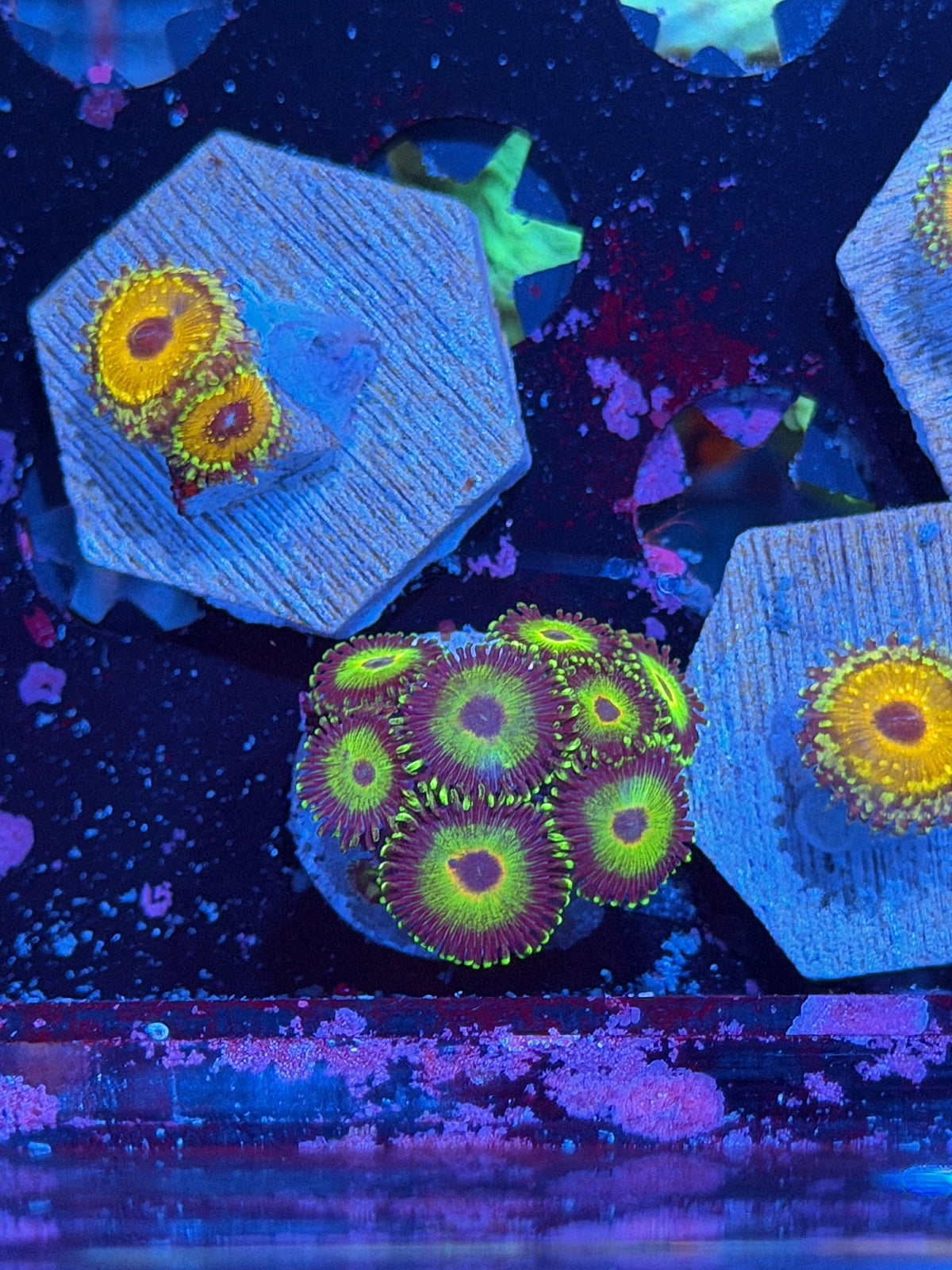 WWC Island Times Zoanthid Coral 8 Polyps 10/21