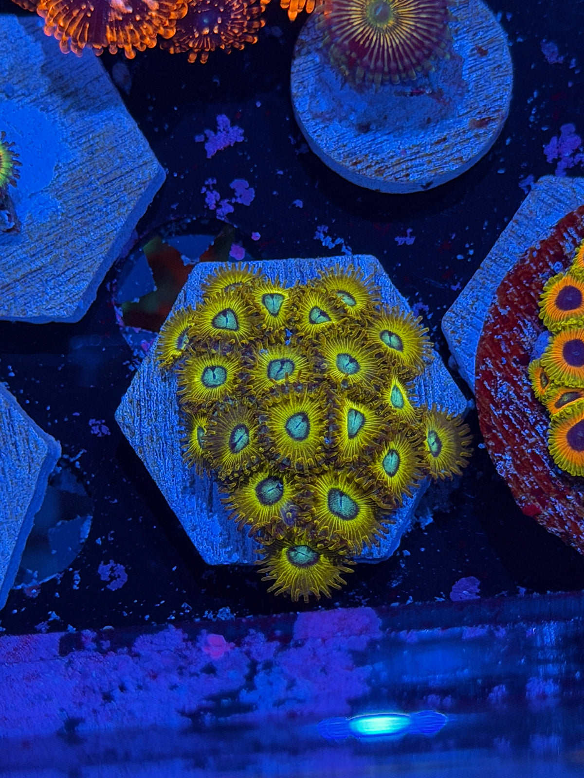 JEA OG Pikachu Zoanthid Coral Colony 20 Polyps 10/24