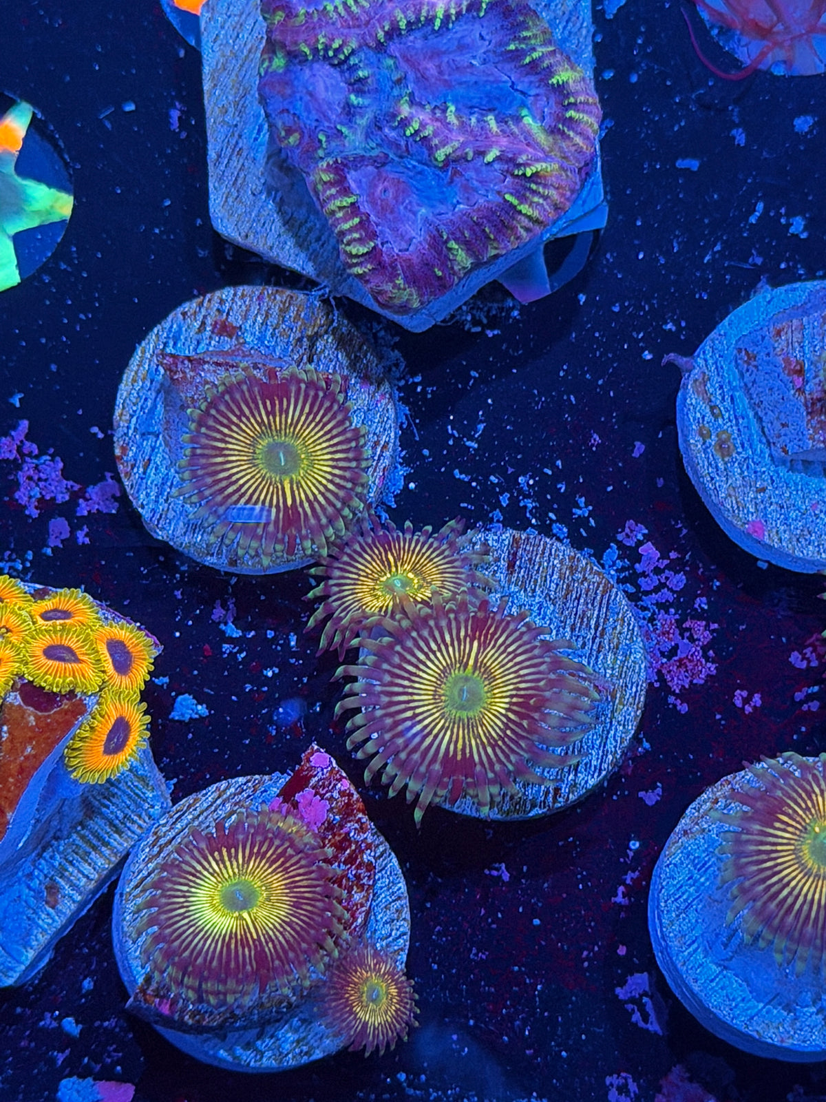RFU Oscillator Zoanthid Coral 2 Polyps 10/25