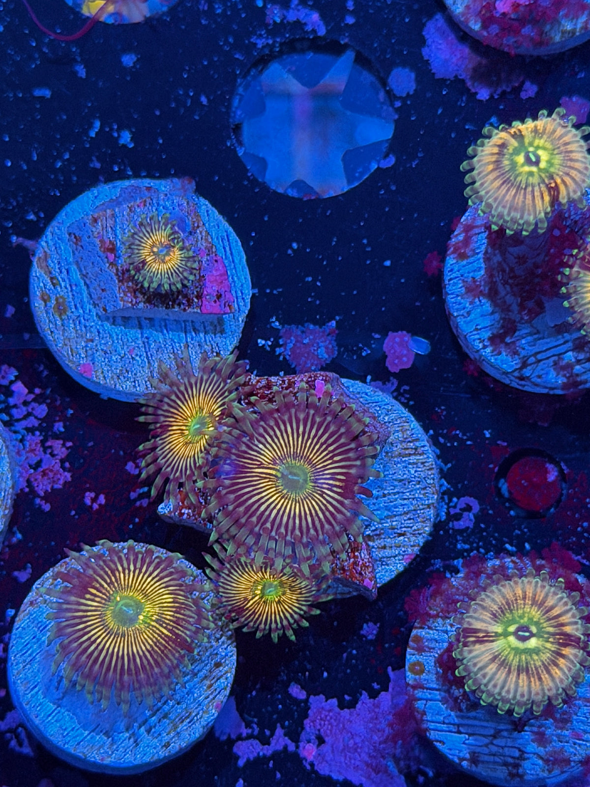 RFU Oscillator Zoanthid Coral 3 Polyps XL 10/21