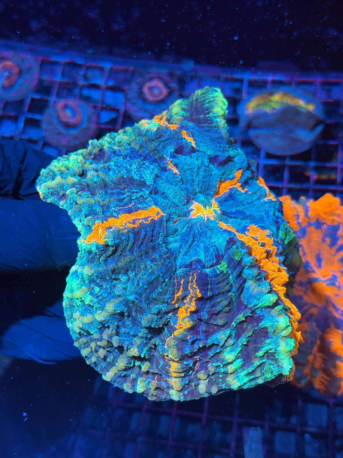 Rainbow Acanthophyllia Meat Coral XXL 10/25