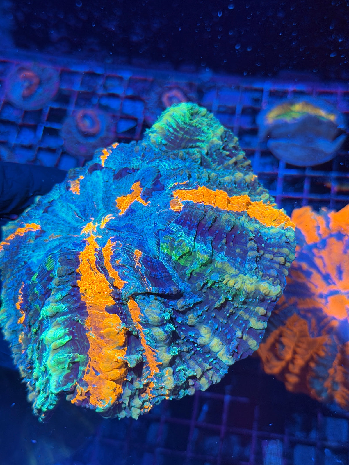 Rainbow Acanthophyllia Meat Coral XXL 10/25