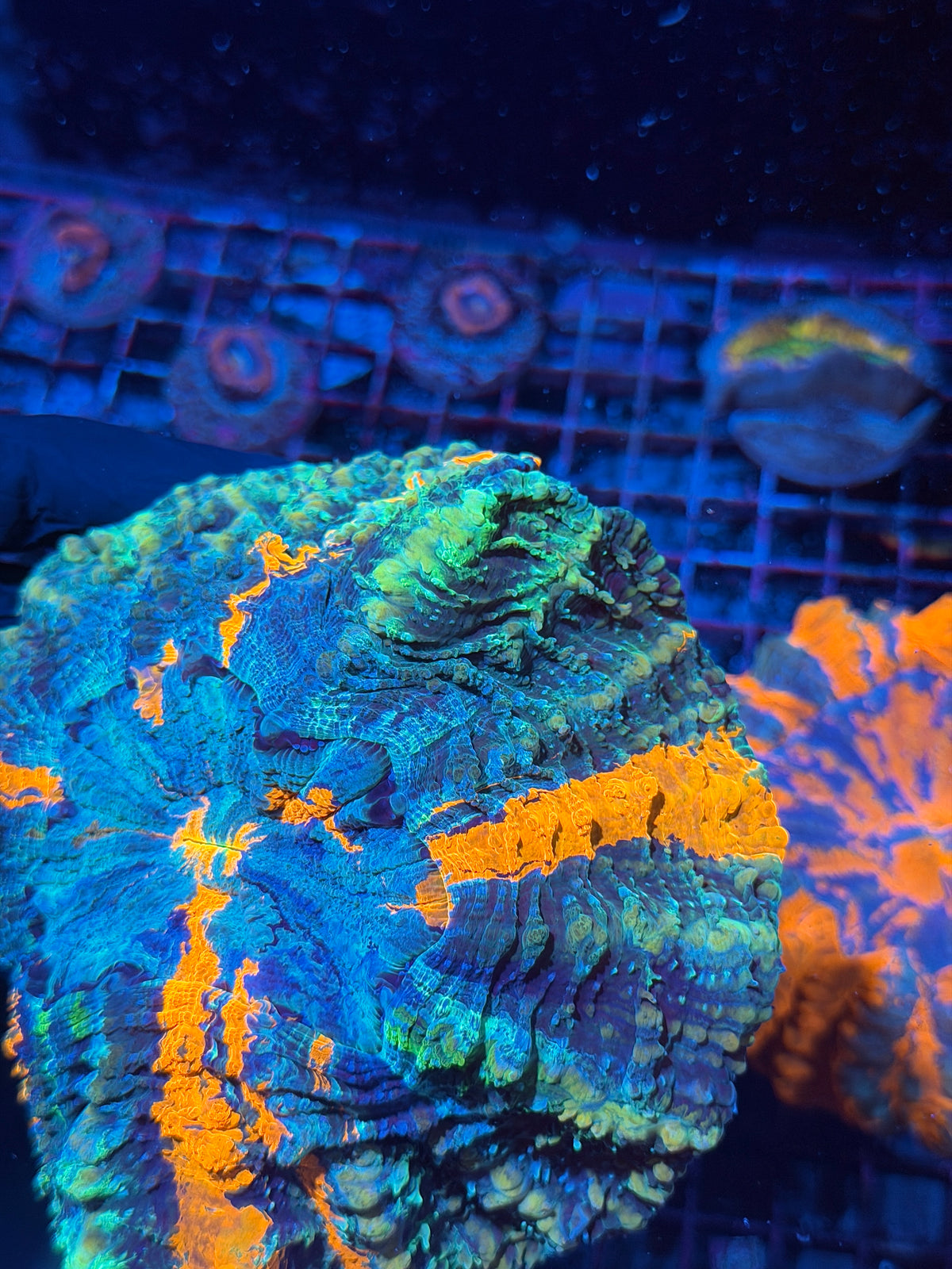 Rainbow Acanthophyllia Meat Coral XXL 10/25