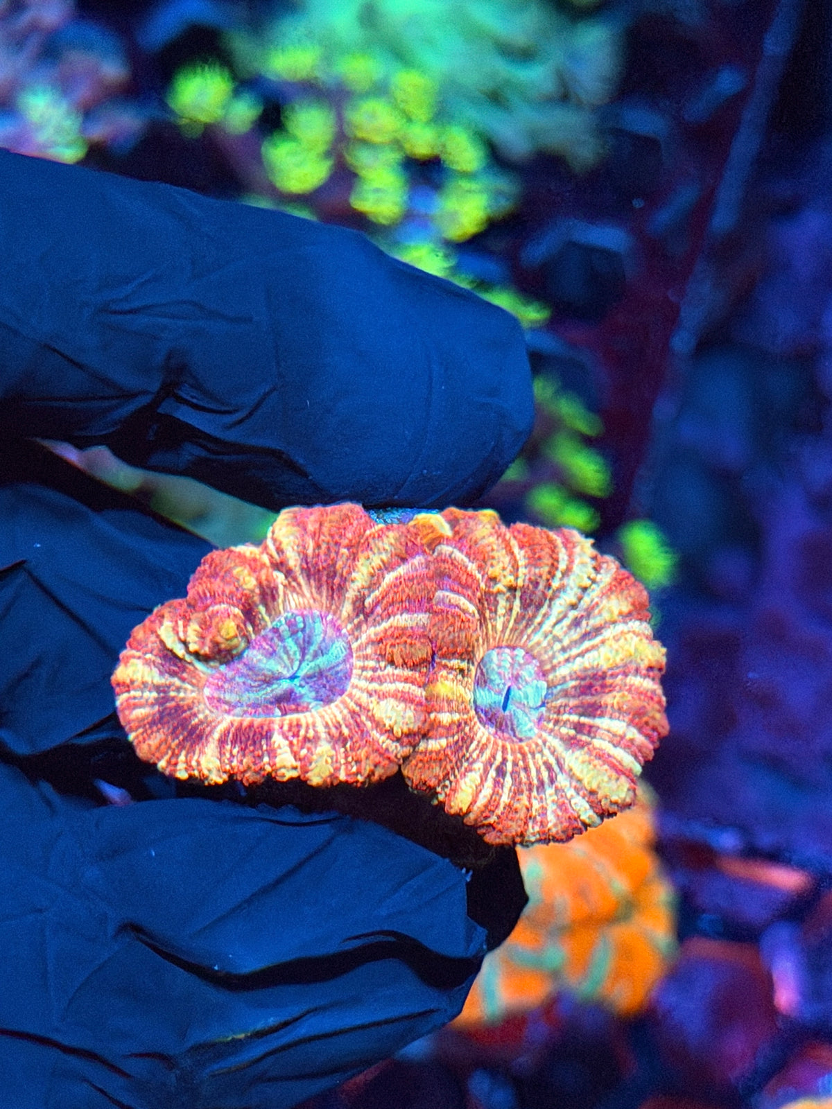 JEA Fruit Stripes Asian Acans 2 Heads 10/20