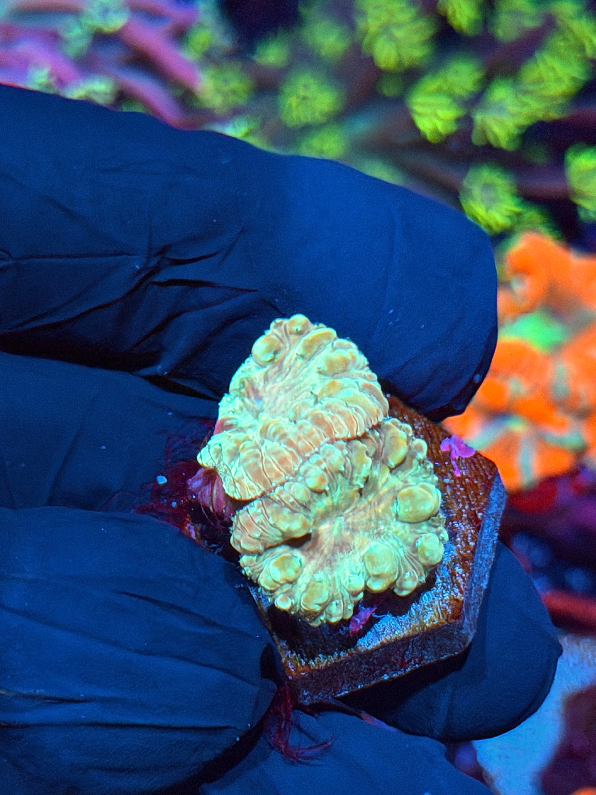 JEA Circus Animal Blastomussa Coral 2 Heads 10/21