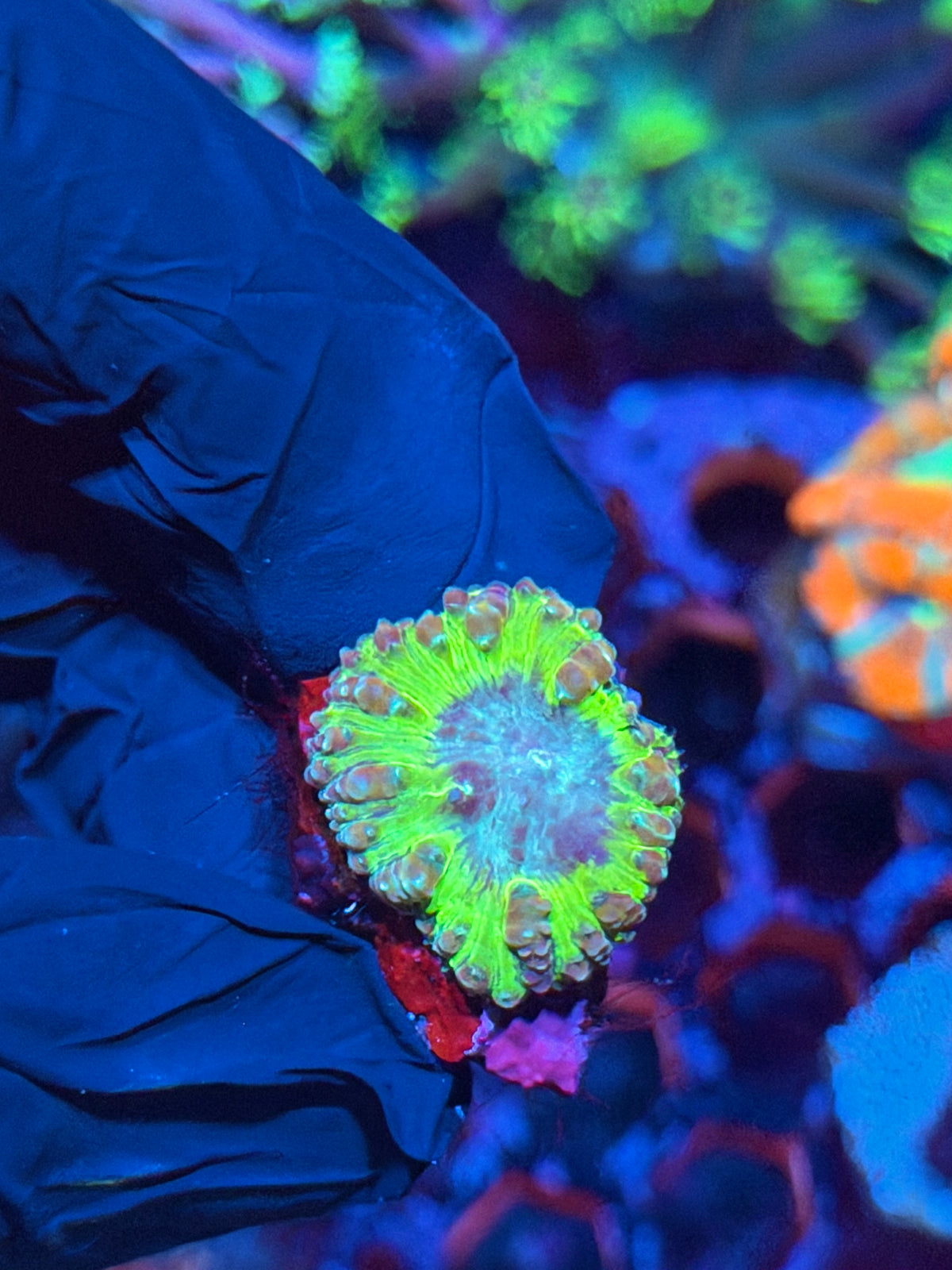 JEA Willy Wonka Blastomusa Coral 1 Head XL 10/20