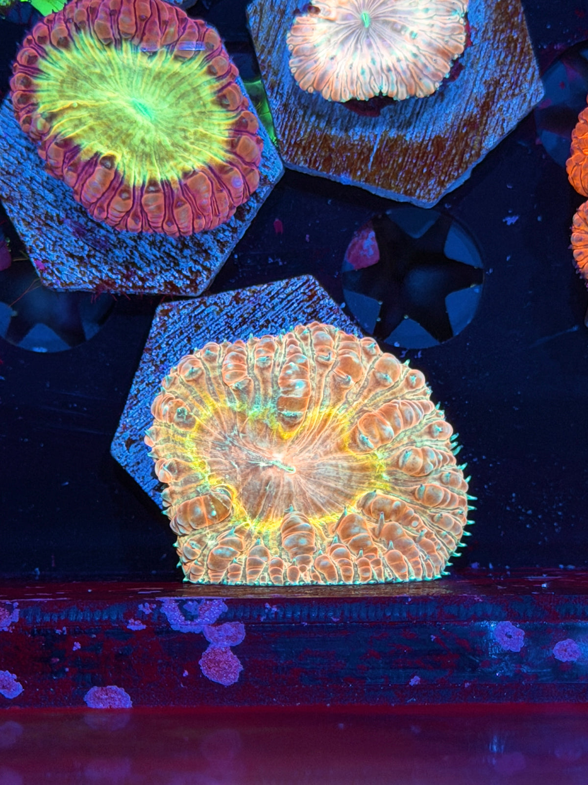 JEA Gods Gift Blastomussa Coral 1 Head New Release 10/24