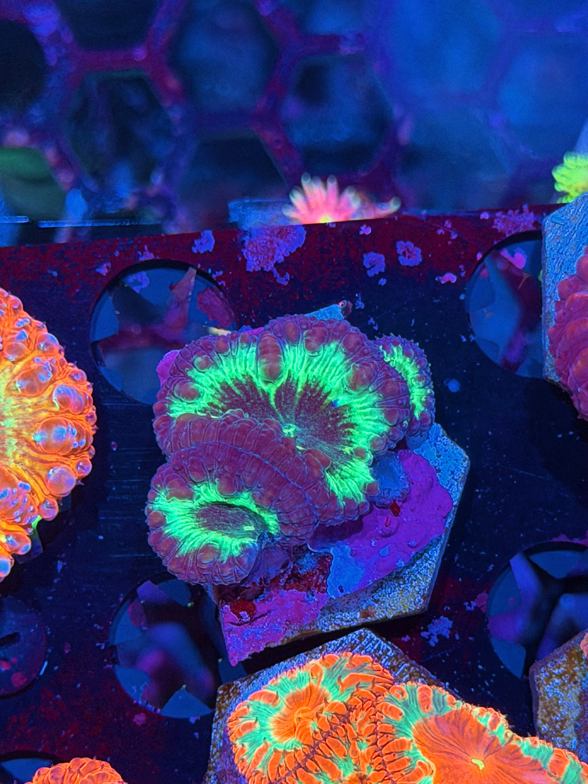 JEA Ghostbusters Blastomussa Coral 3 Heads XL 10/24