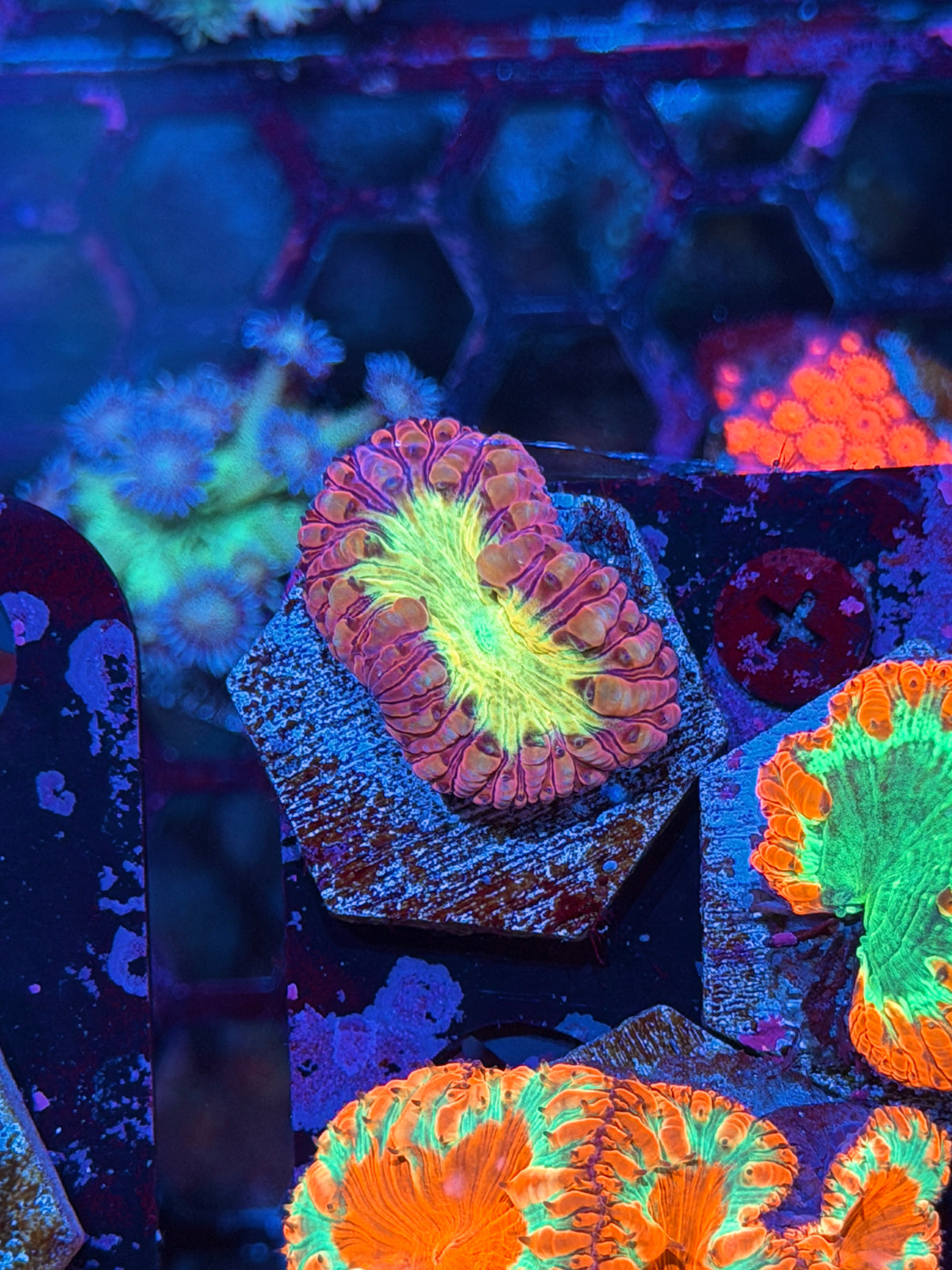 JEA Godmode Blastomussa Coral 1 Head XL 10/20