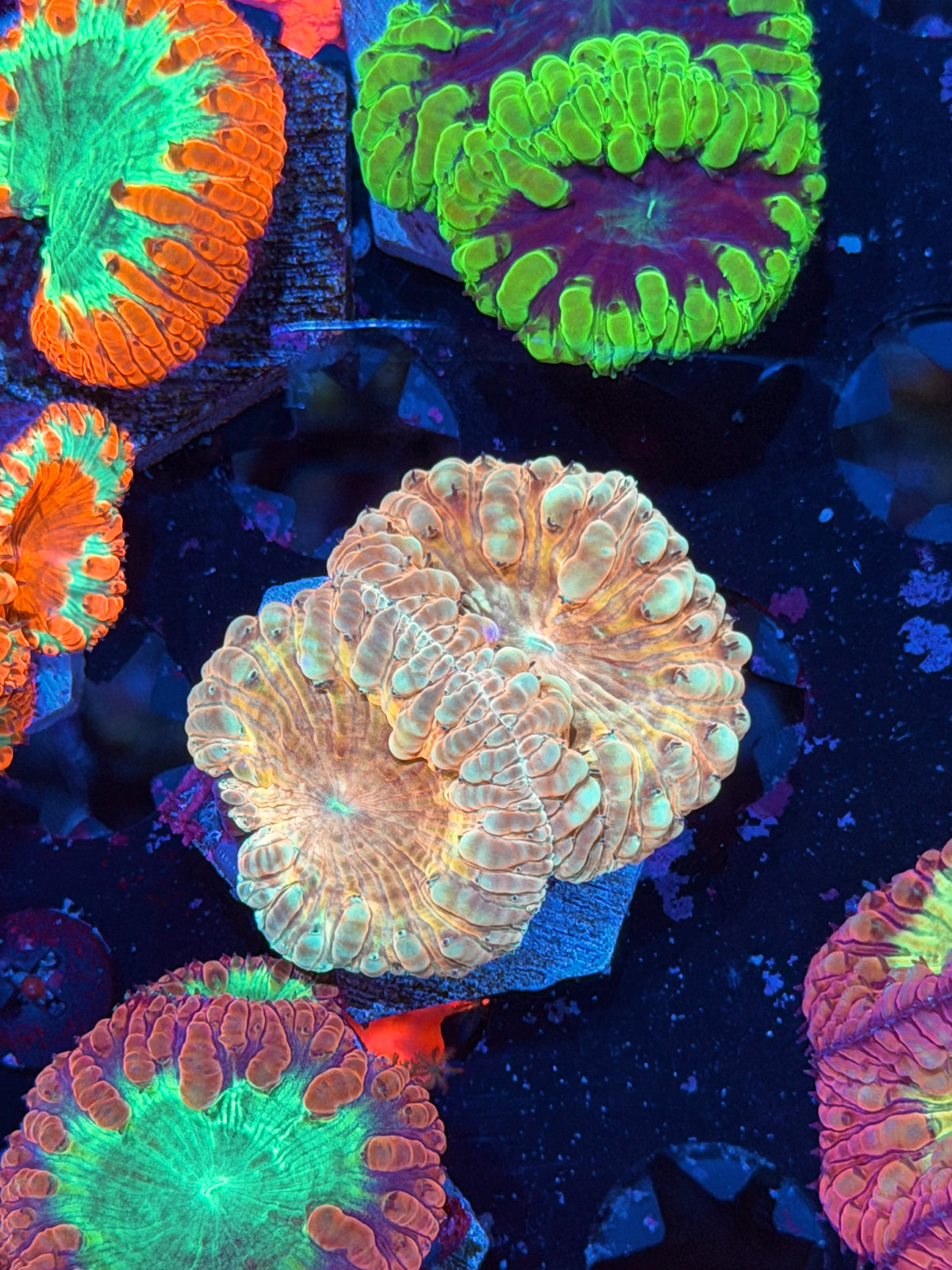 JEA Gods Gift Blastomussa Coral 2 Heads 10/21