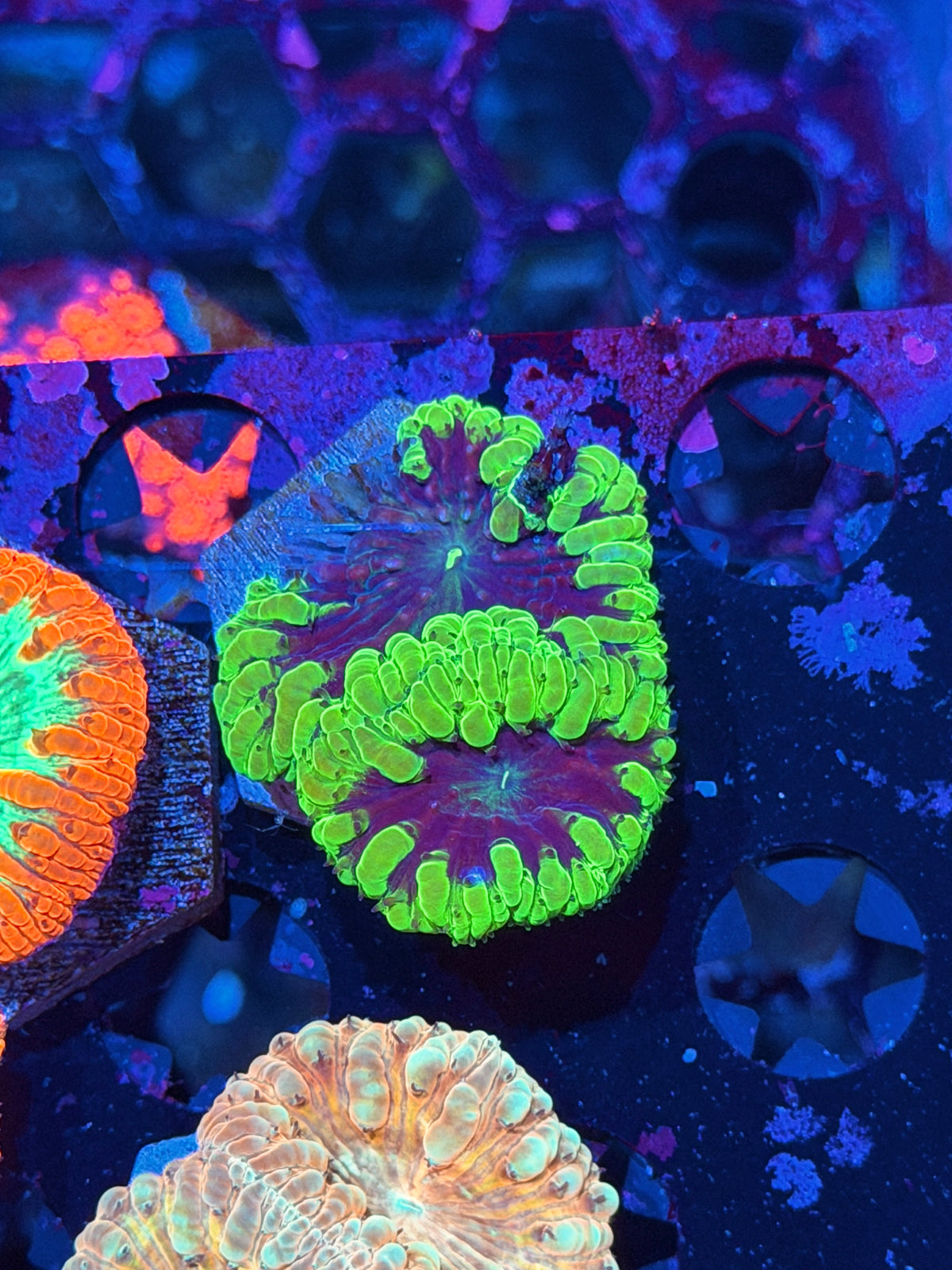 JEA Warp Drive Blastomussa Coral 2 heads 10/24