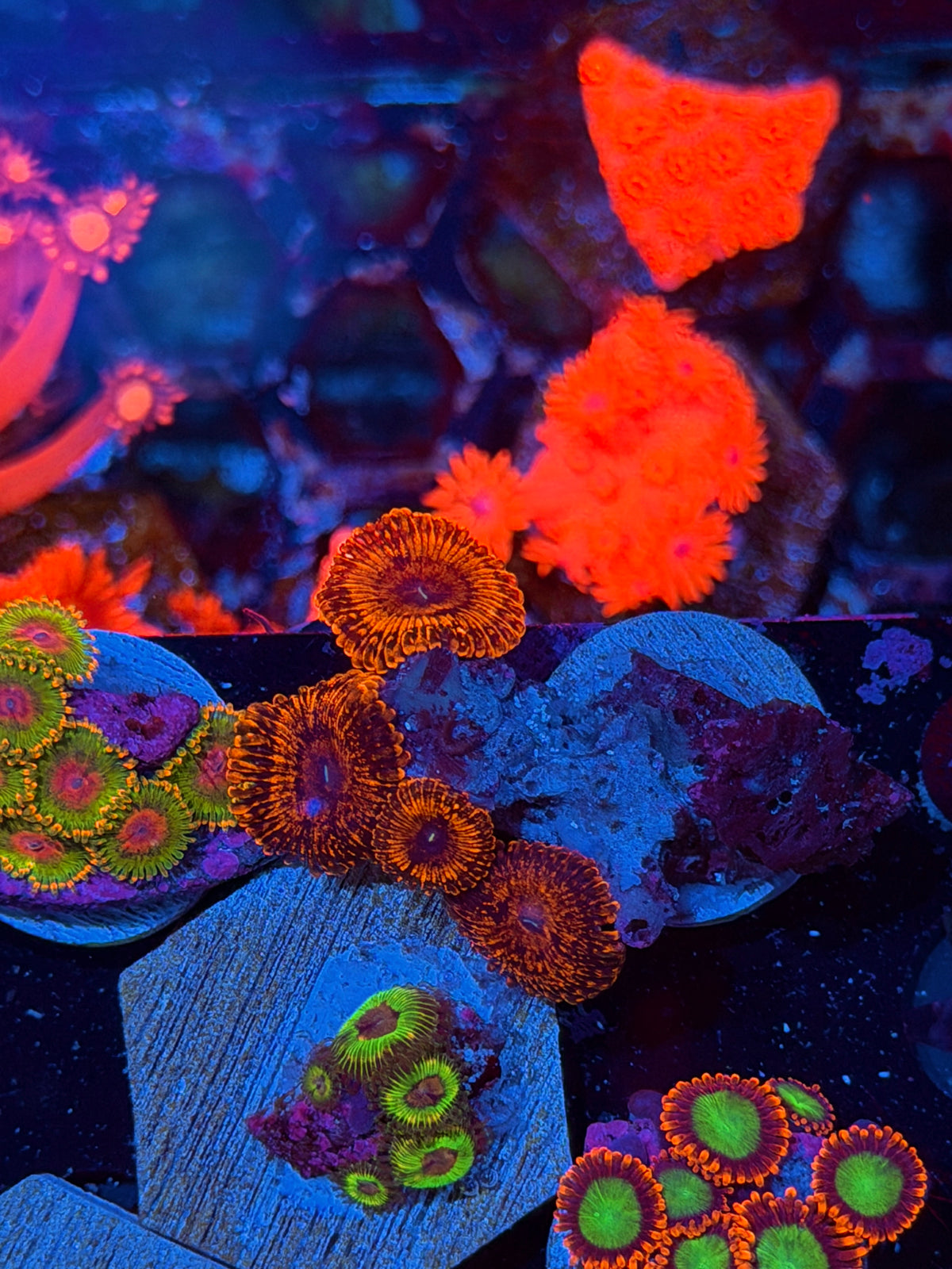 JEA Bloody Massacre Zoanthid Coral 5 Polyps 10/20