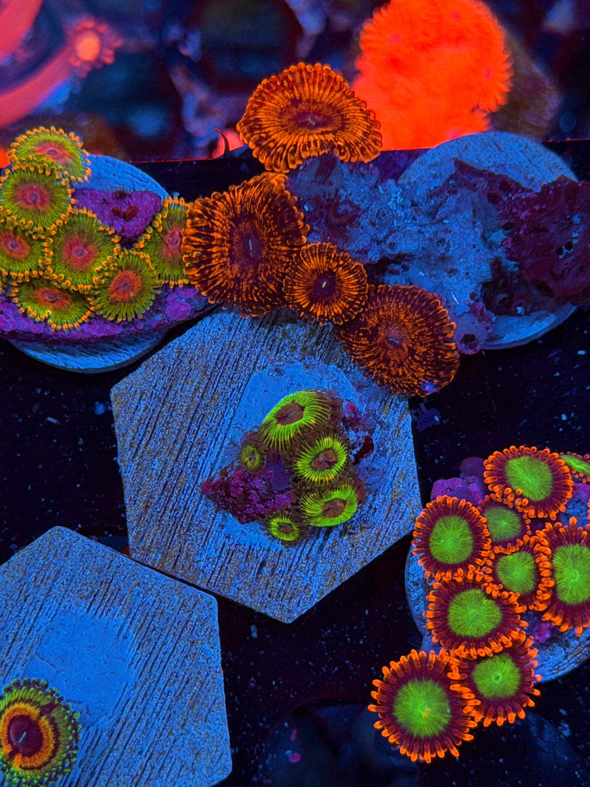 LCCB Luigis Mansion Zoanthid Coral 5 Polyps 10/25