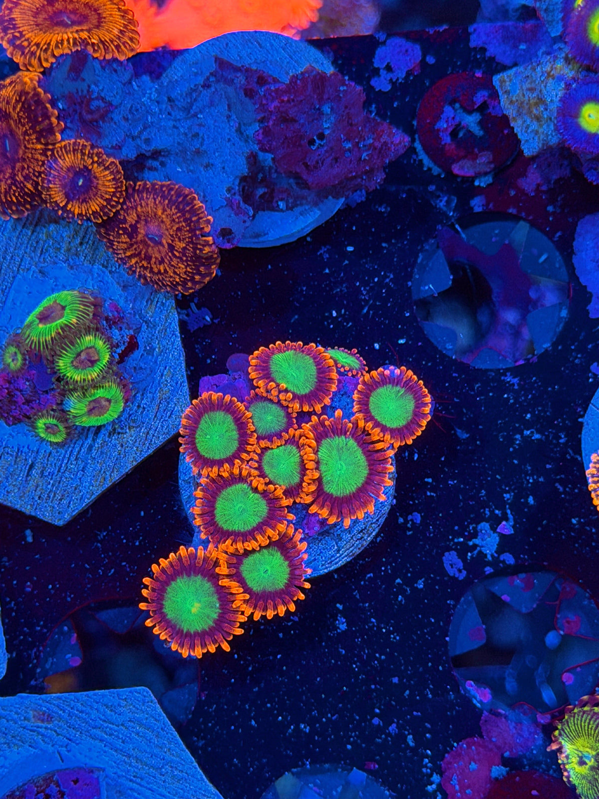 JEA Goblins Zoanthid Coral 10 Polyps Mini Colony XL 10/24