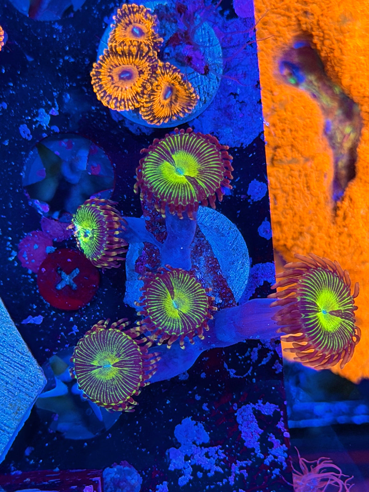 JEA Buttkisser Zoanthid Coral 5 Polyps XL 10/20