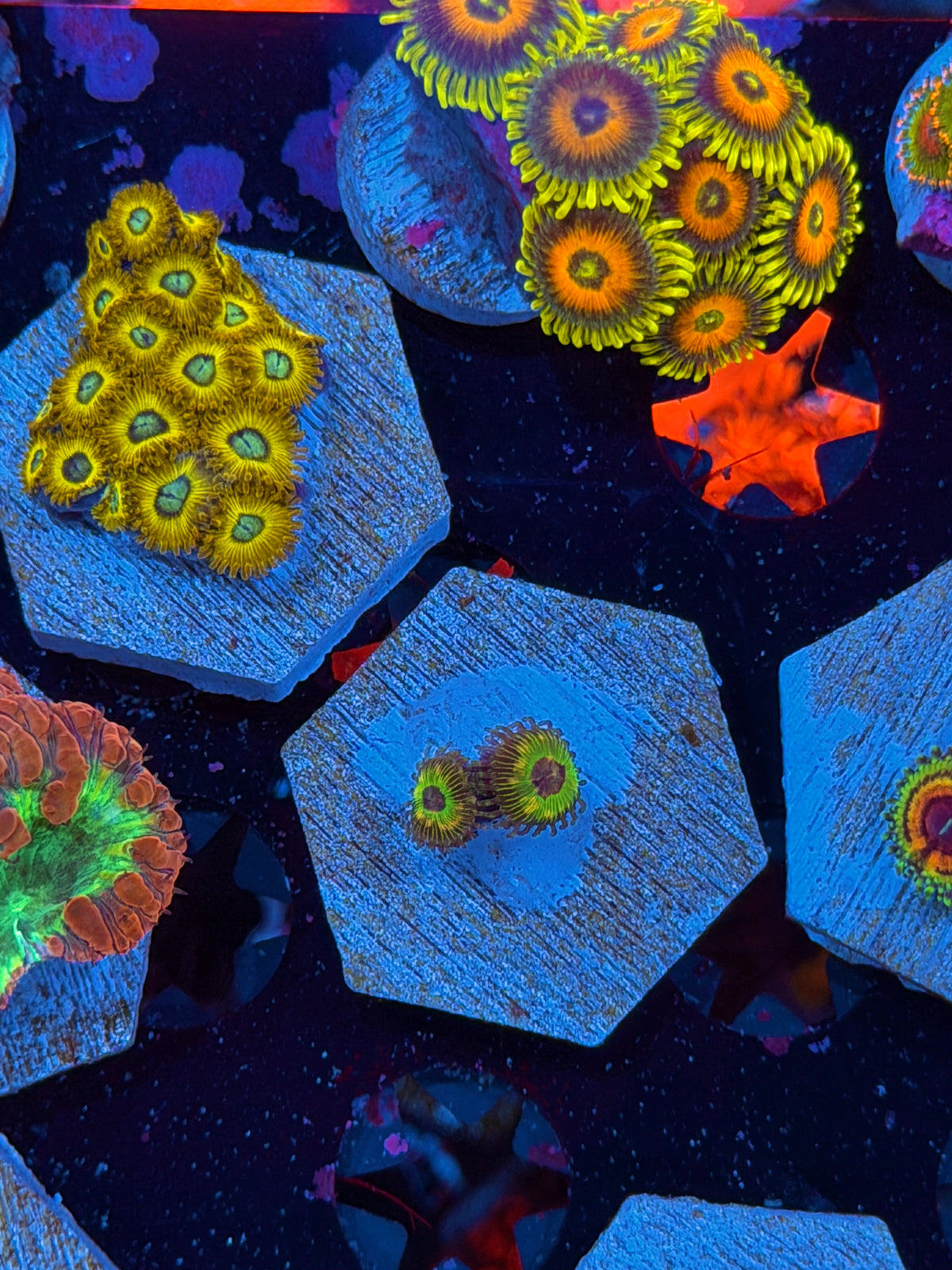 LCCB Luigi's Mansion Zoanthid Coral 2 Polyps 10/21