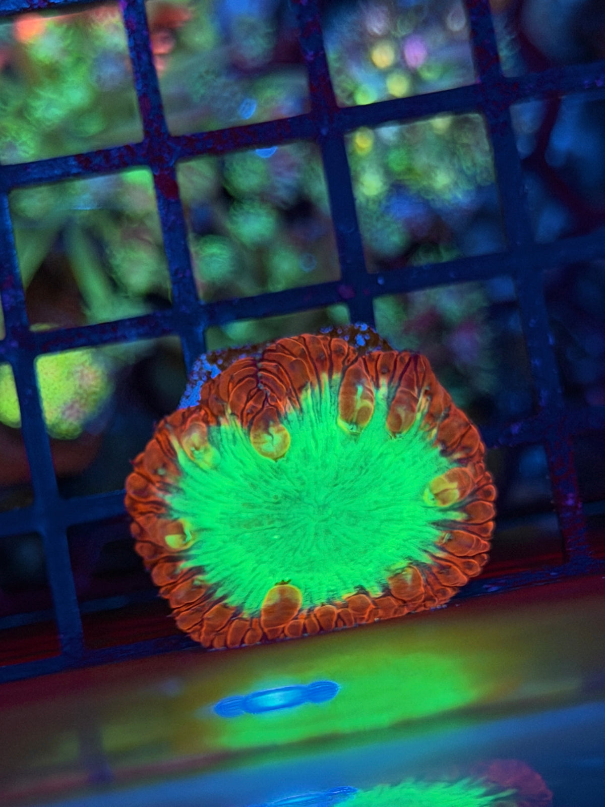JEA Toxic Blast Blastomussa Coral 1 XL Head 10/20