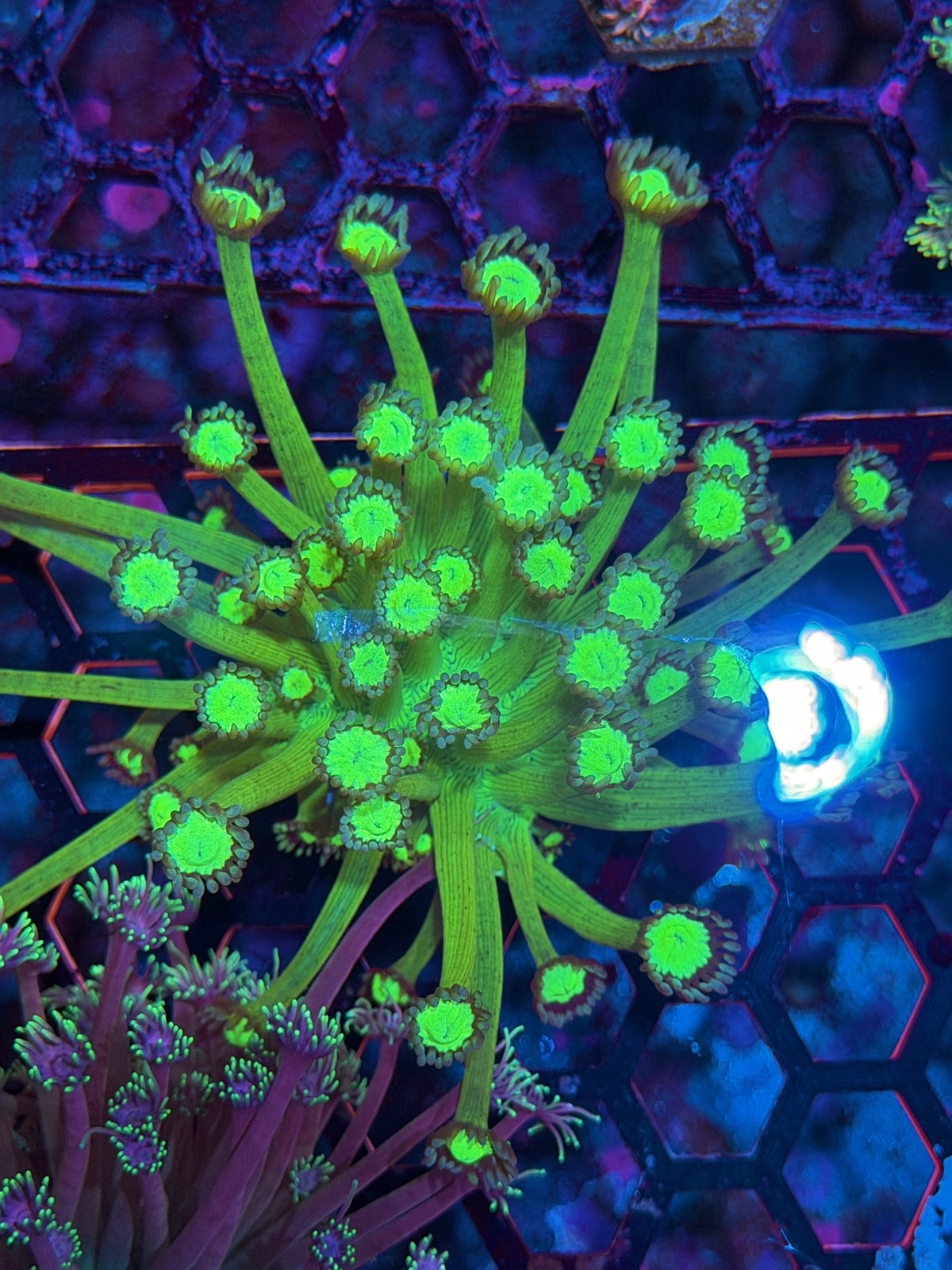JEA Bioshock Goniopora Coral XL 10/25