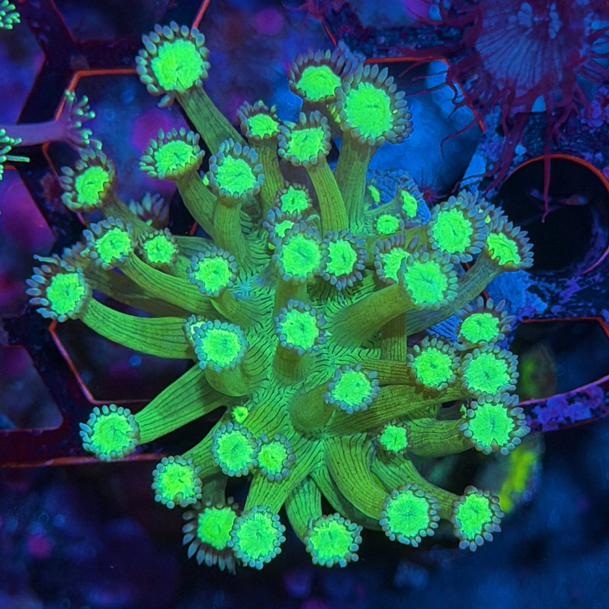 JEA Bioshock Goniopora Coral 10/21