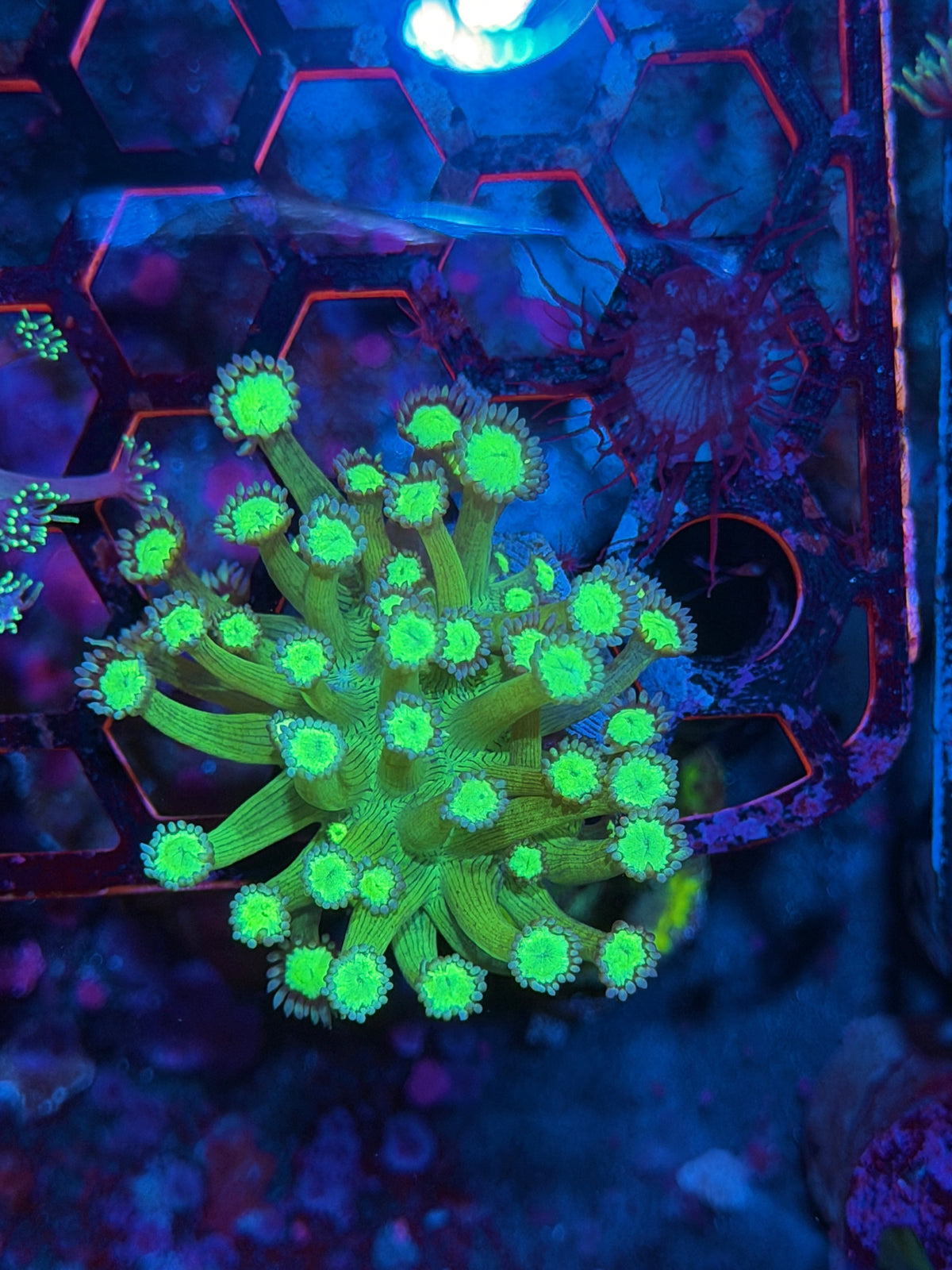 JEA Bioshock Goniopora Coral 10/21