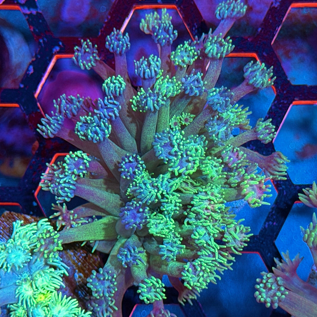 JEA Candy Belts Goniopora Coral 10/20