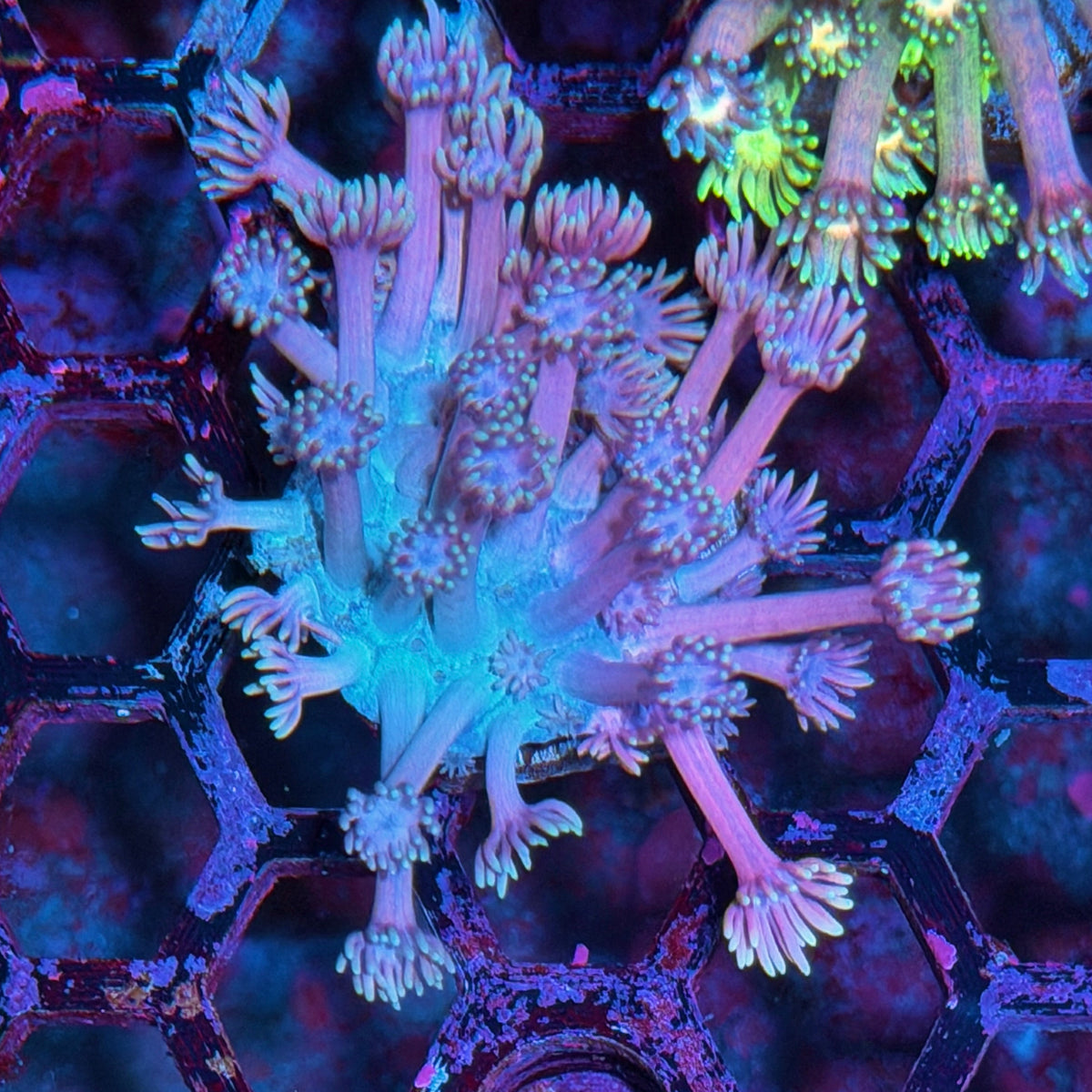 JEA Blueberry Yum Yum Goniopora Coral 10/21