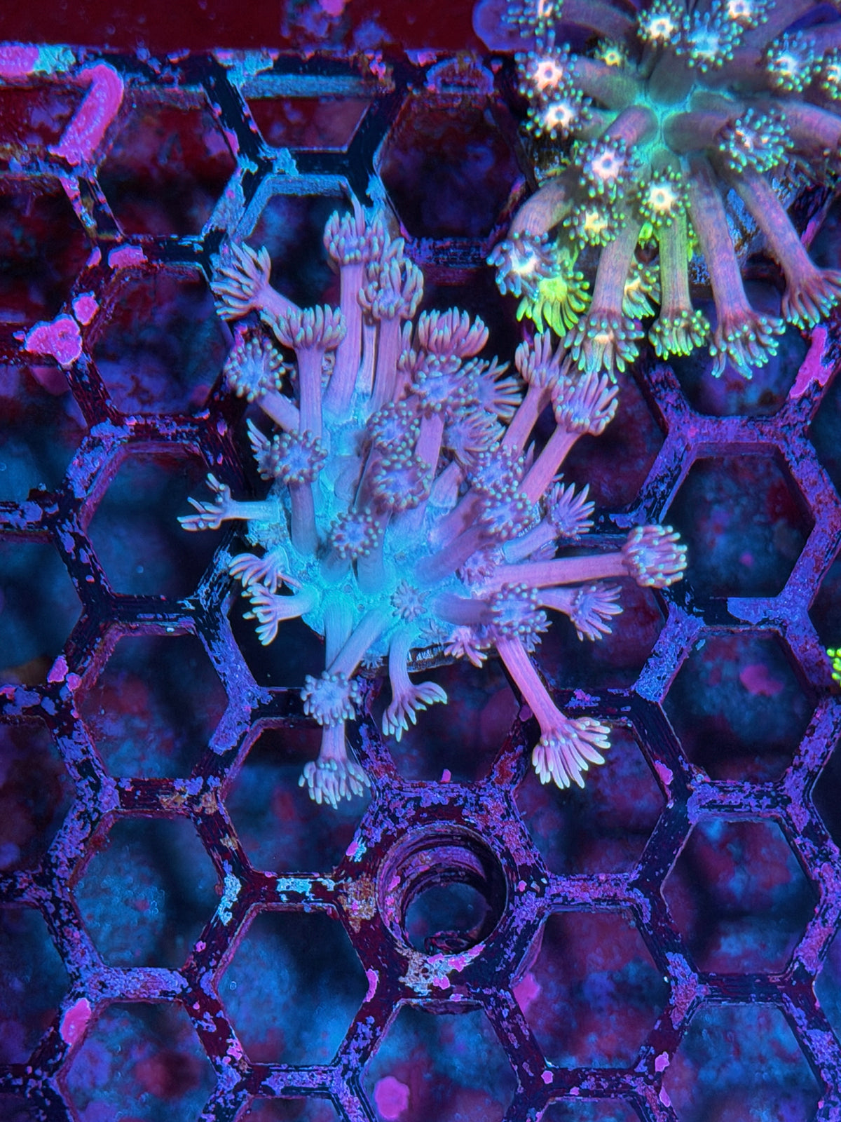 JEA Blueberry Yum Yum Goniopora Coral 10/21
